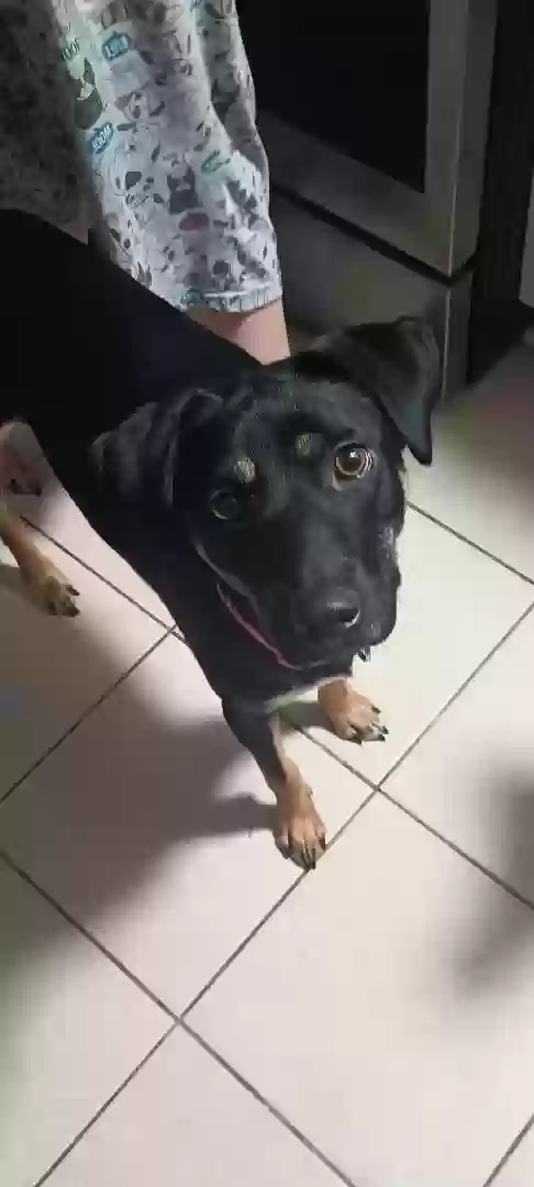 adoptable Dog in Salem,OR named Claire