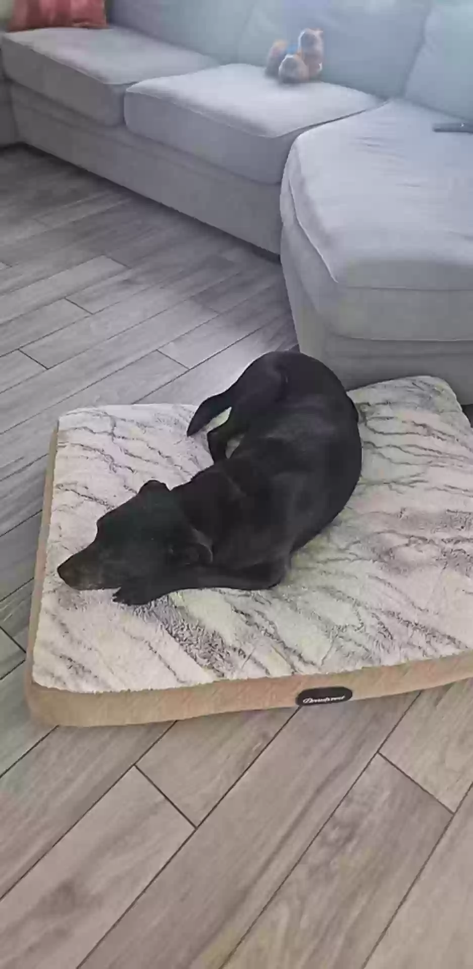 adoptable Dog in Orlando,FL named Kobe