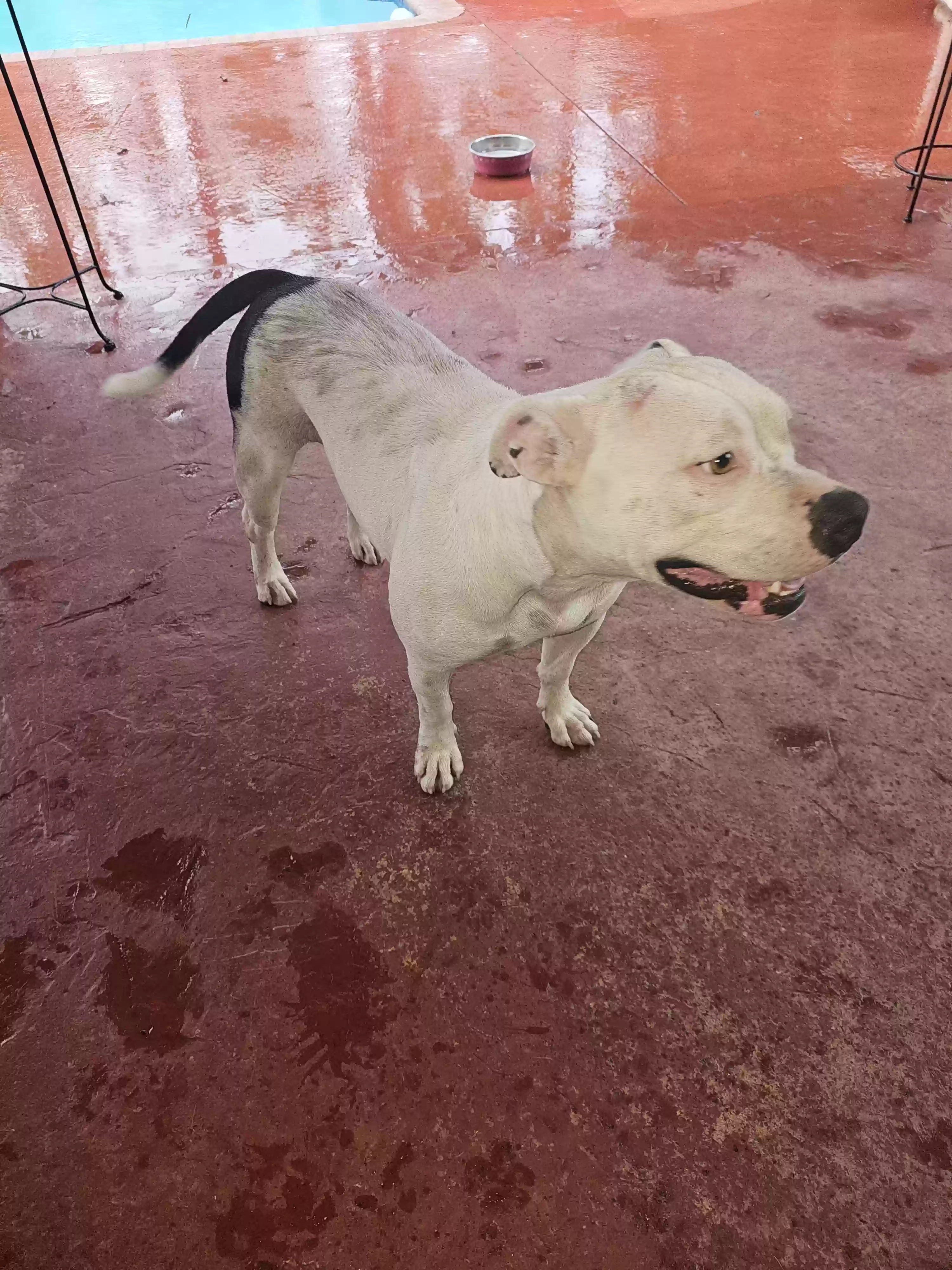 adoptable Dog in Homestead,FL named Lucee