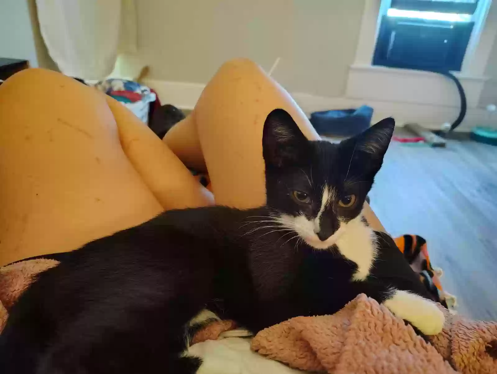 adoptable Cat in Hamilton,OH named Clyde