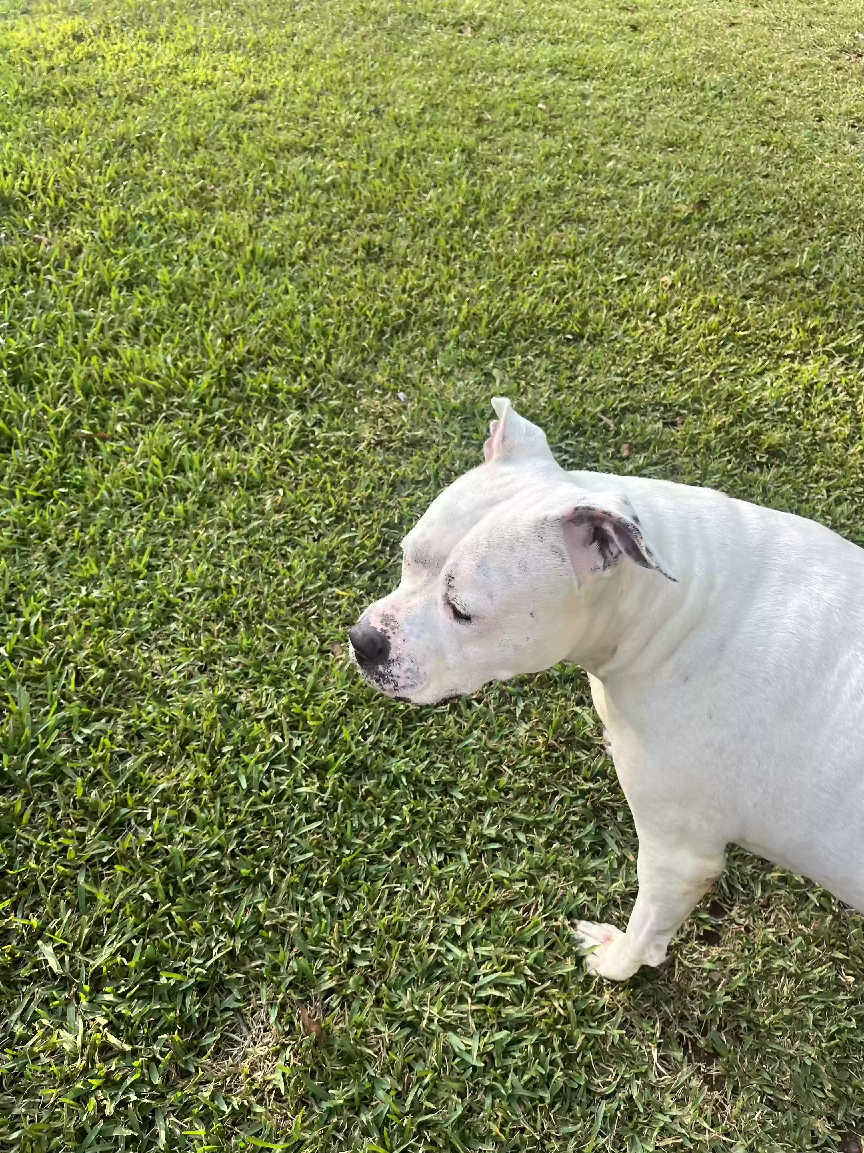 adoptable Dog in Griffin,GA named Ivy