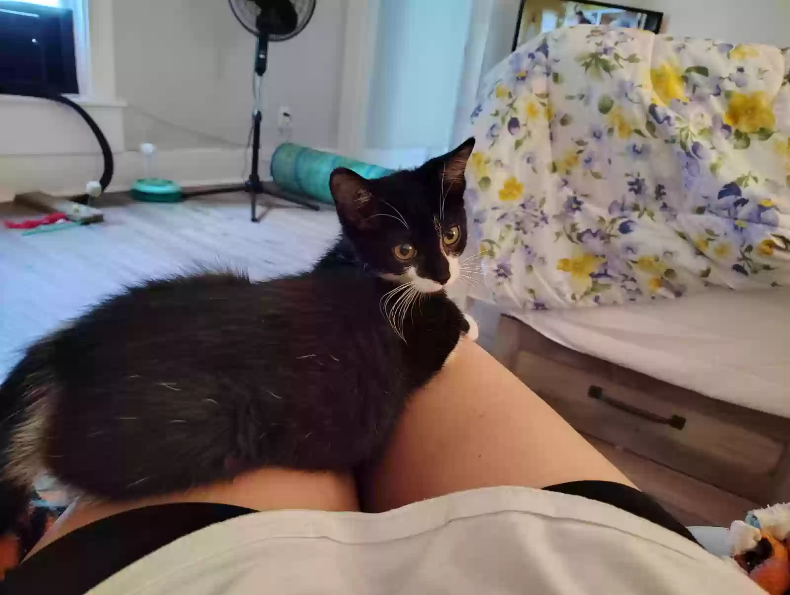 adoptable Cat in Hamilton,OH named Bonnie