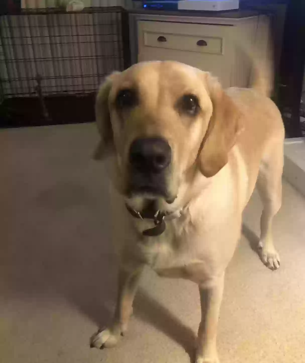 adoptable Dog in Dana Point,CA named Dallas