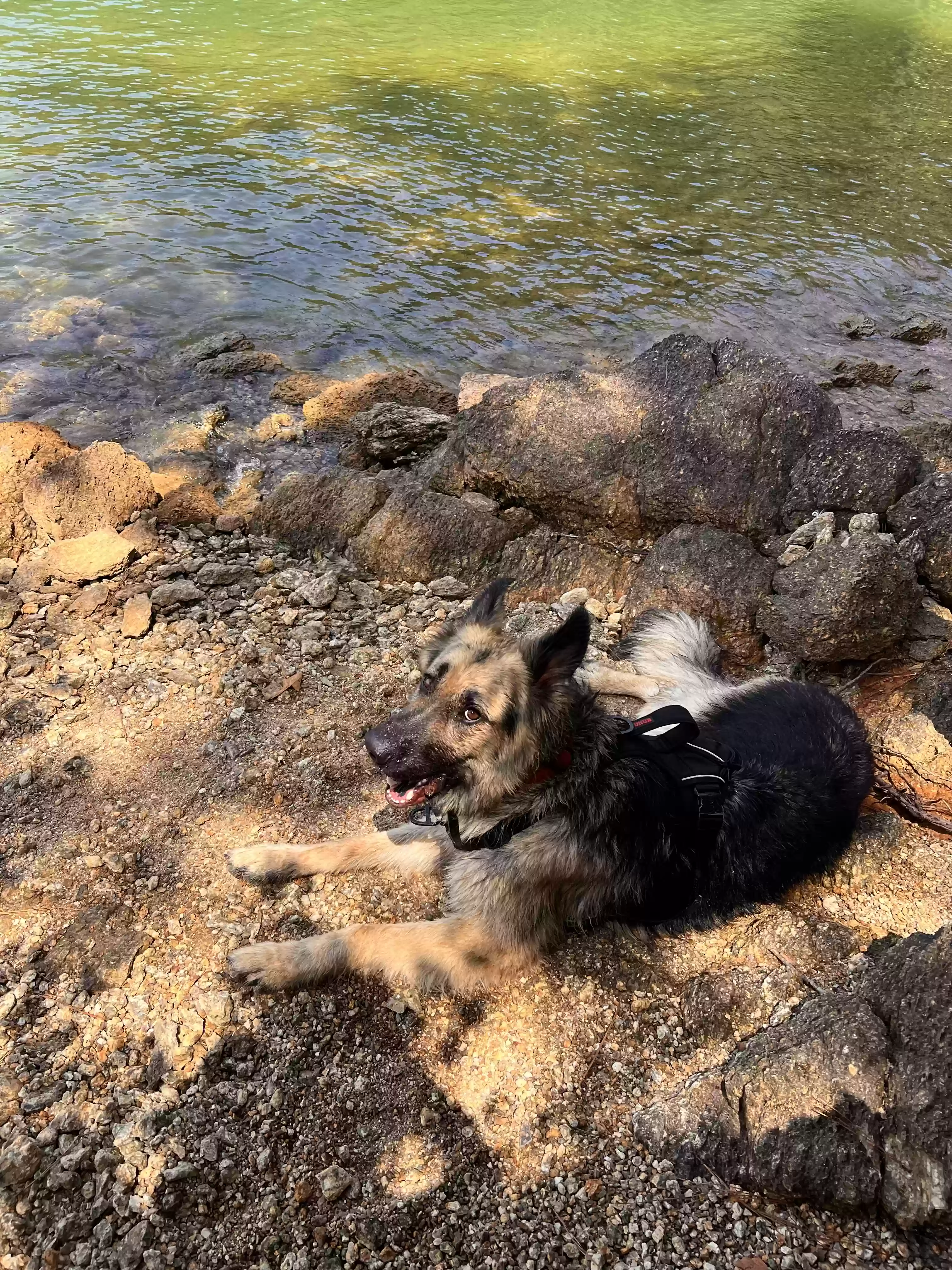 adoptable Dog in Powder Springs,GA named Z-Boy