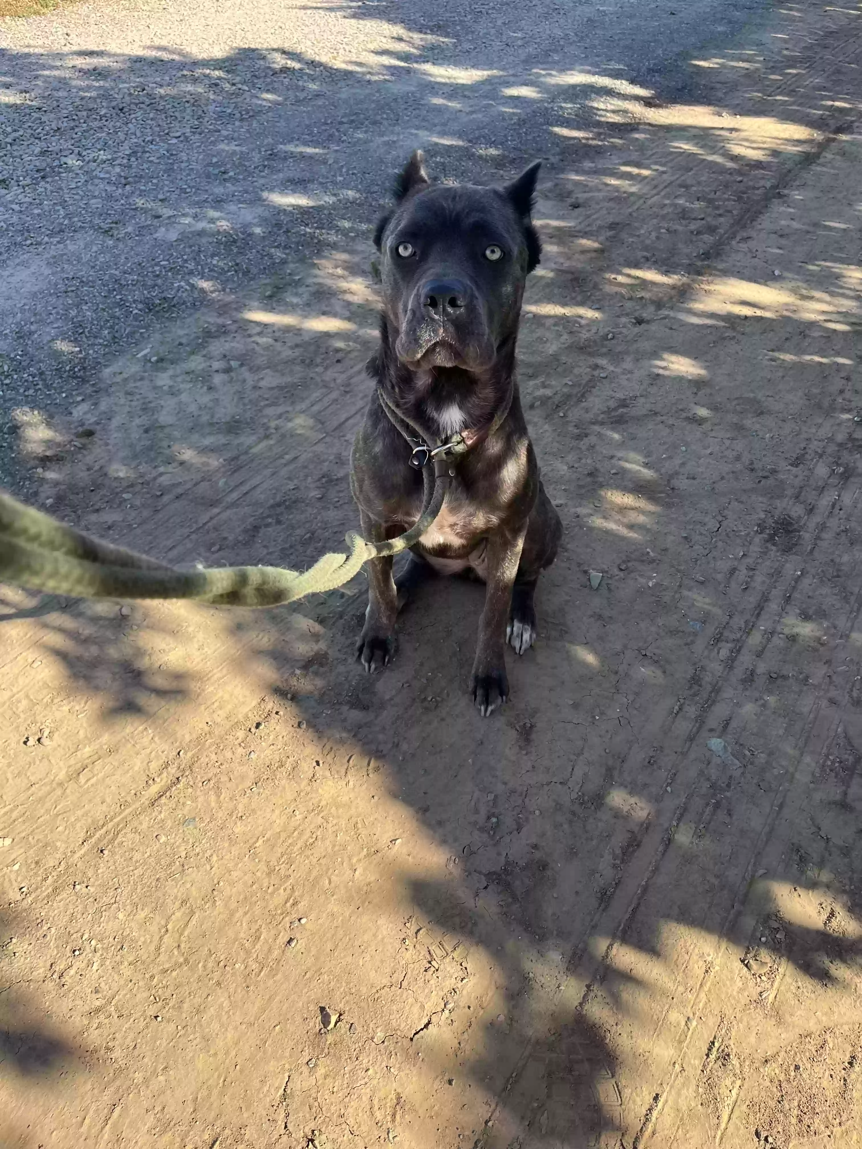 adoptable Dog in Crows Landing,CA named Violet