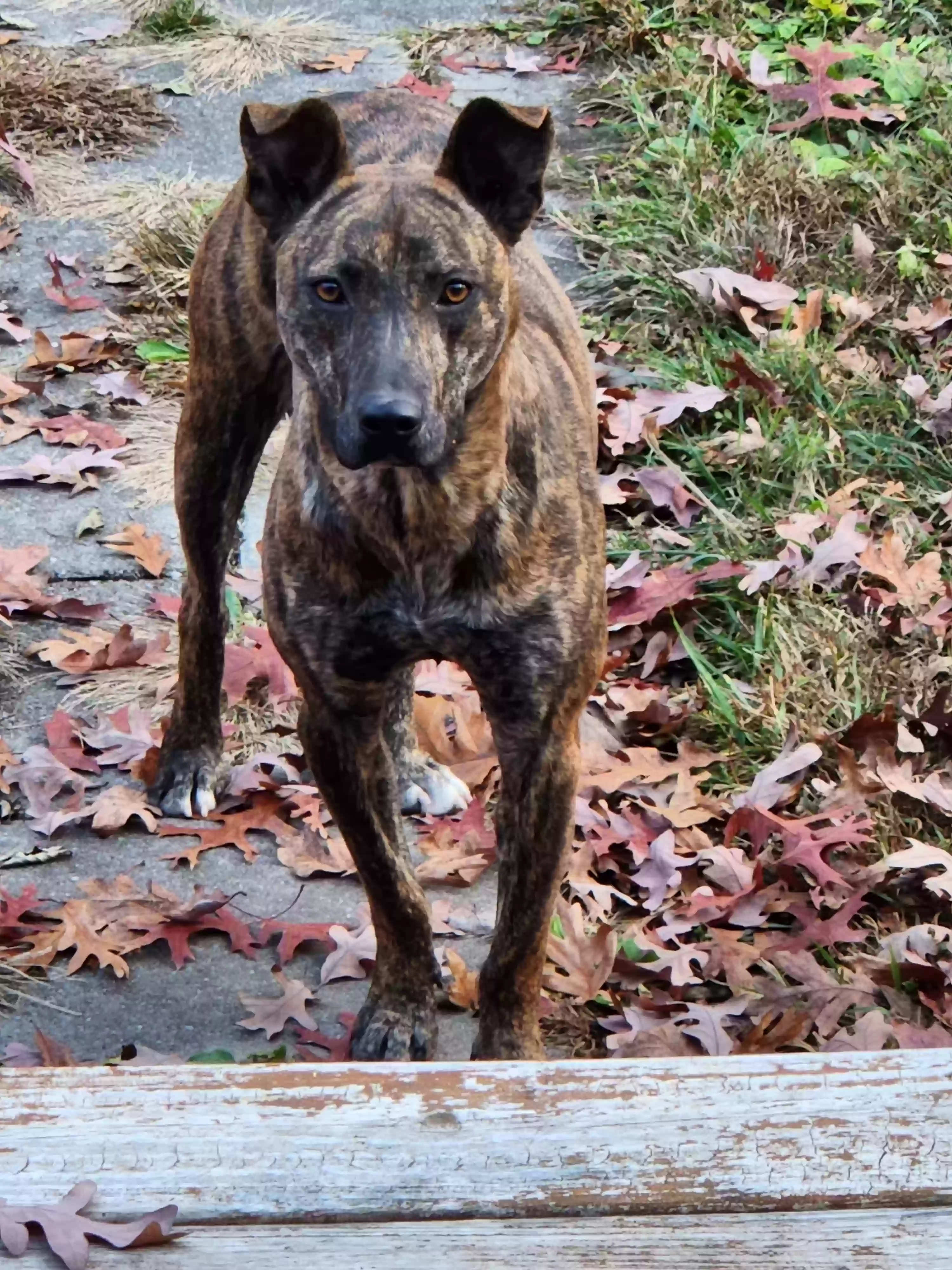 adoptable Dog in Mcminnville,TN named Don't know
