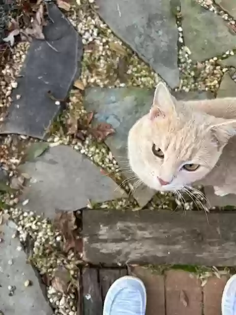 adoptable Cat in Charlotte,NC named Momma