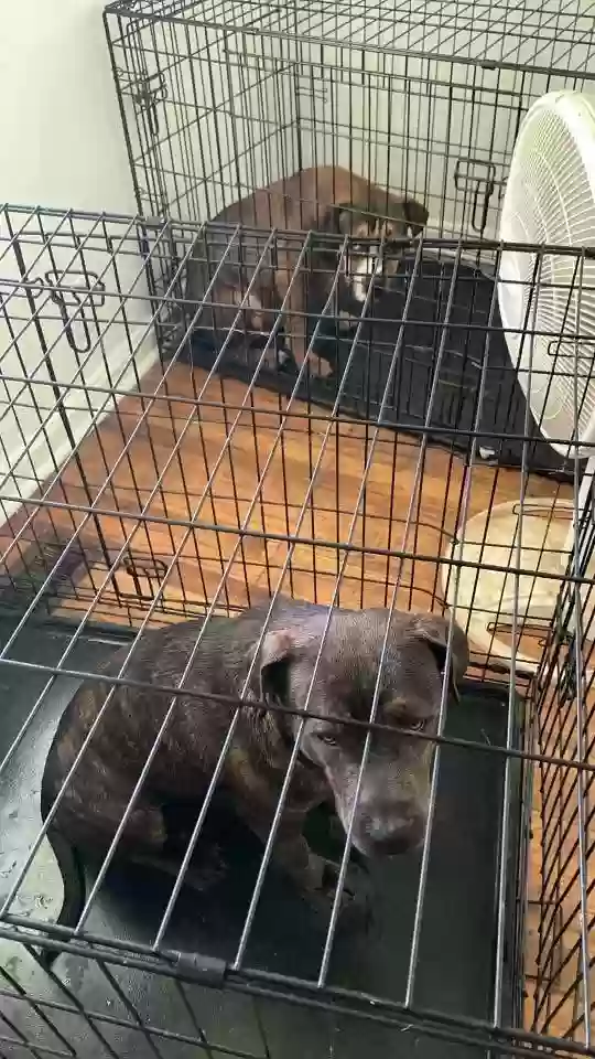 adoptable Dog in Warner Robins,GA named 