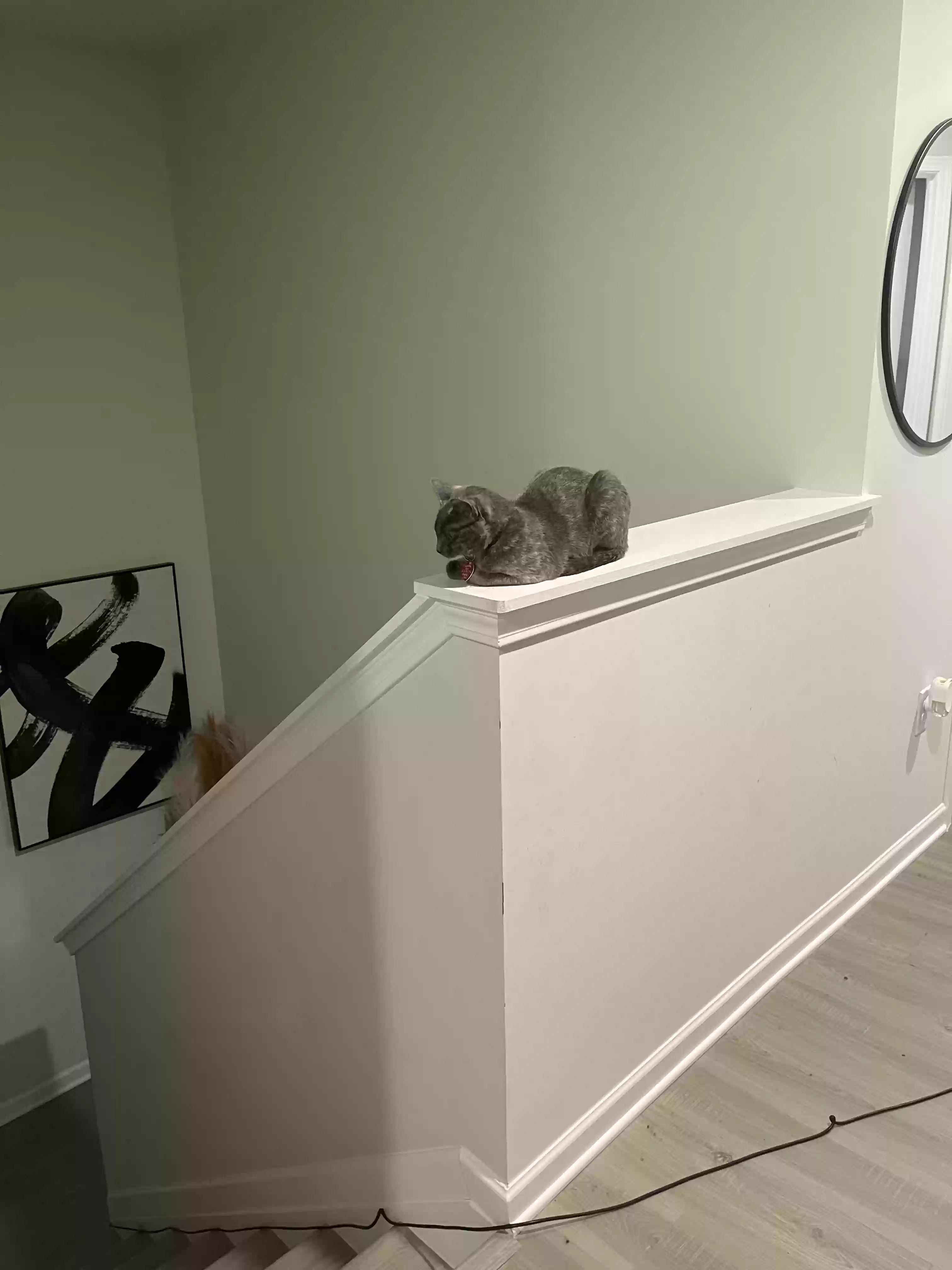 adoptable Cat in Jonesboro,GA named Anix