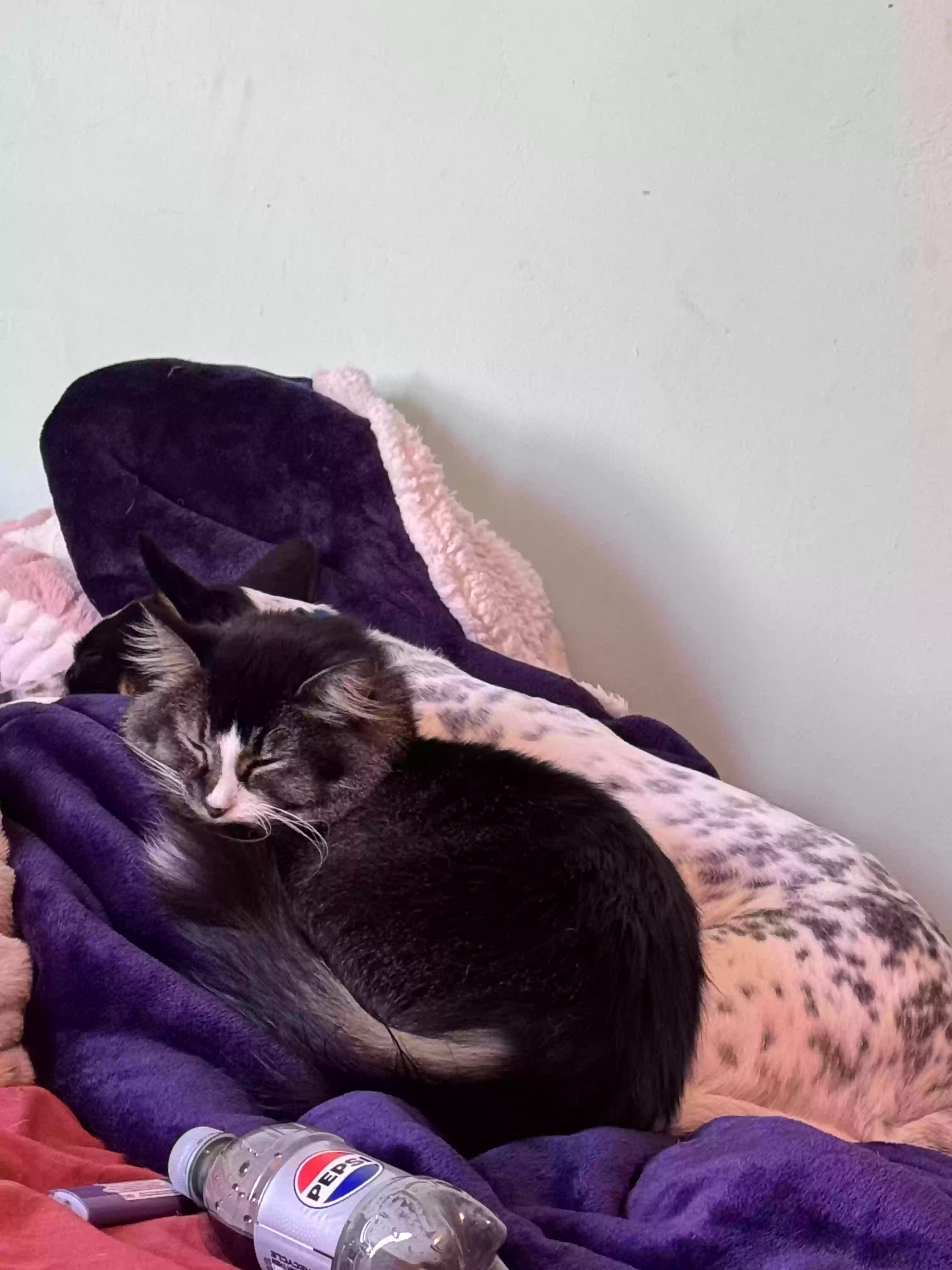 adoptable Cat in Kenton,OH named Zazu
