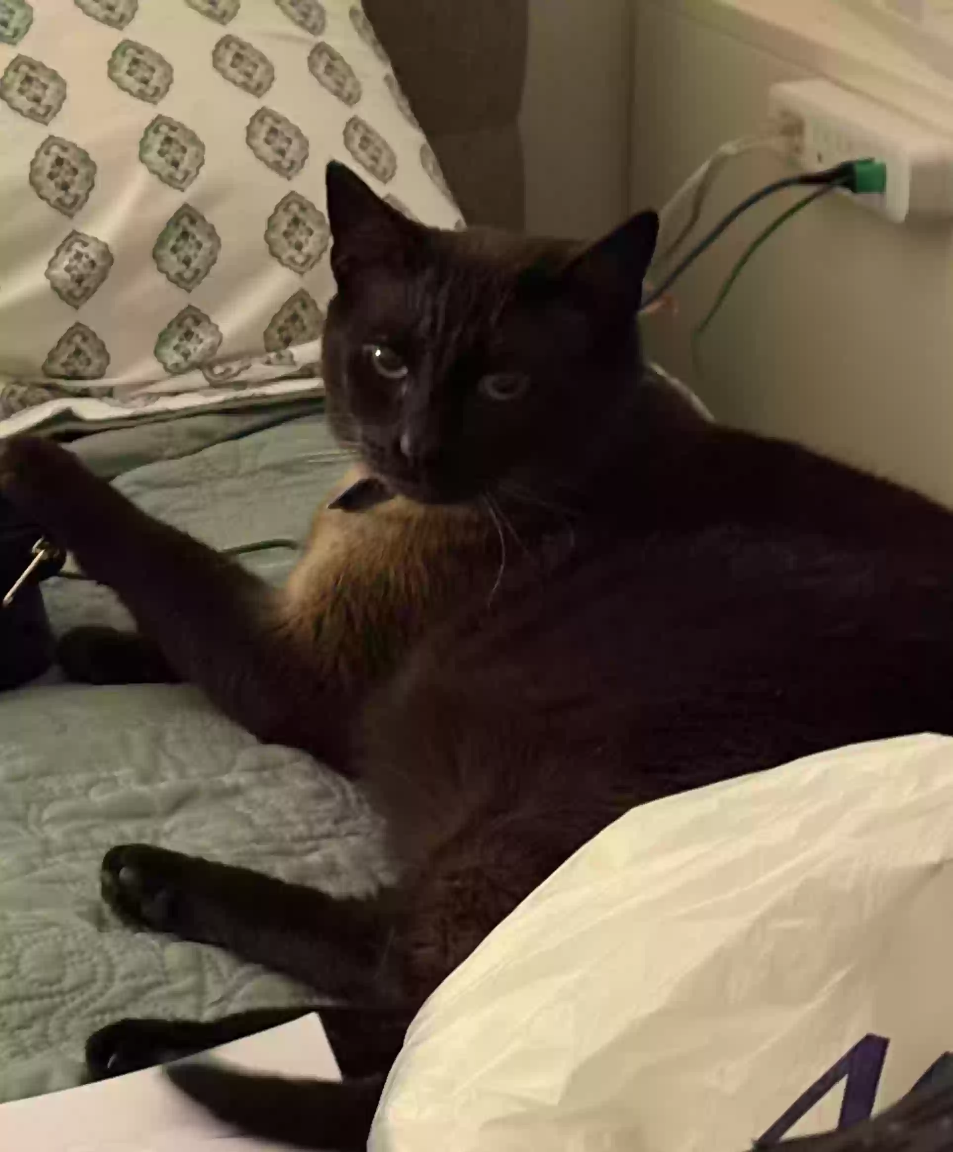adoptable Cat in La Verne,CA named Mamas
