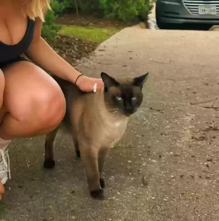 adoptable Cat in College Station,TX named Jones