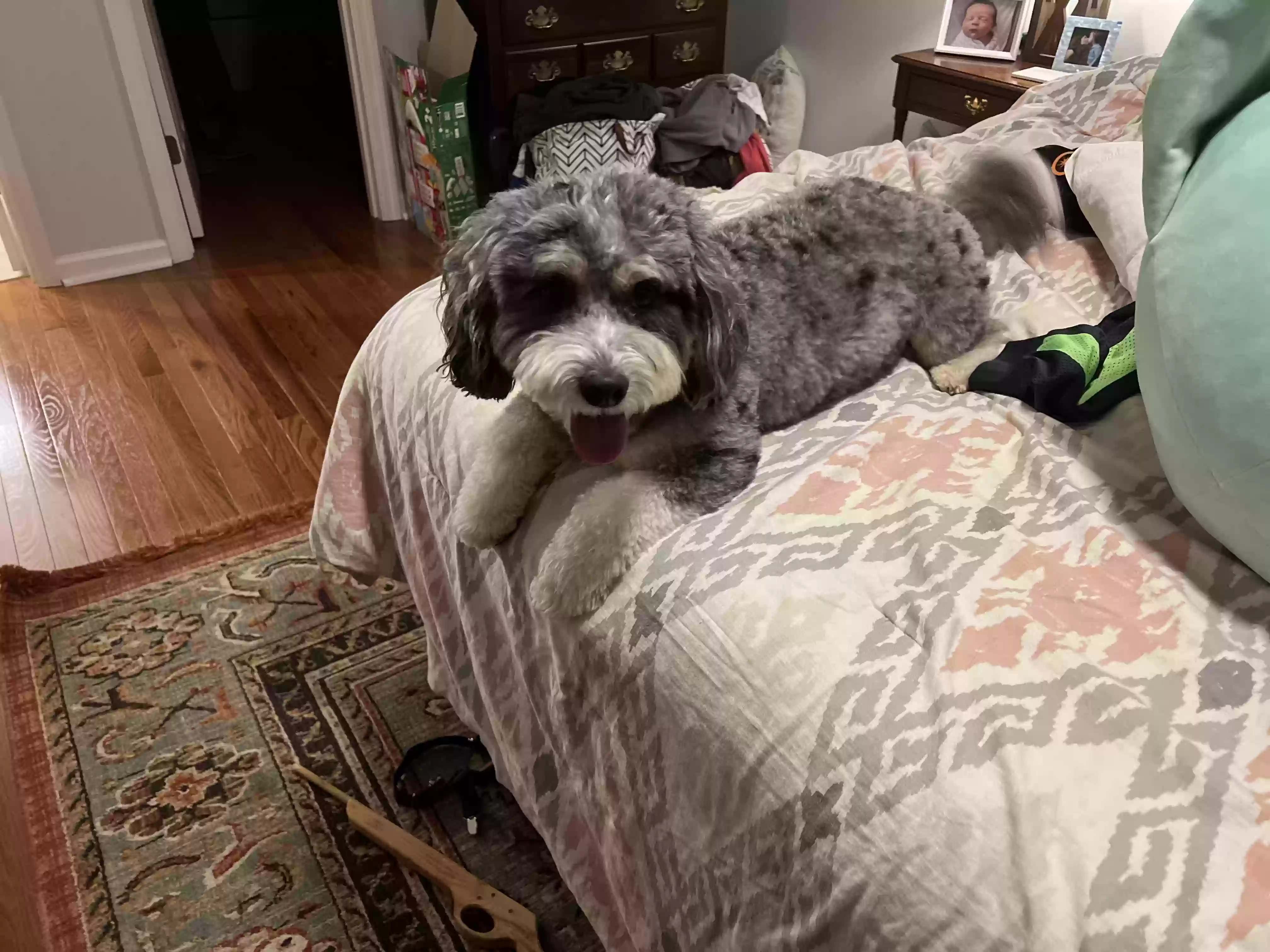 adoptable Dog in Huntsville,AL named Jake