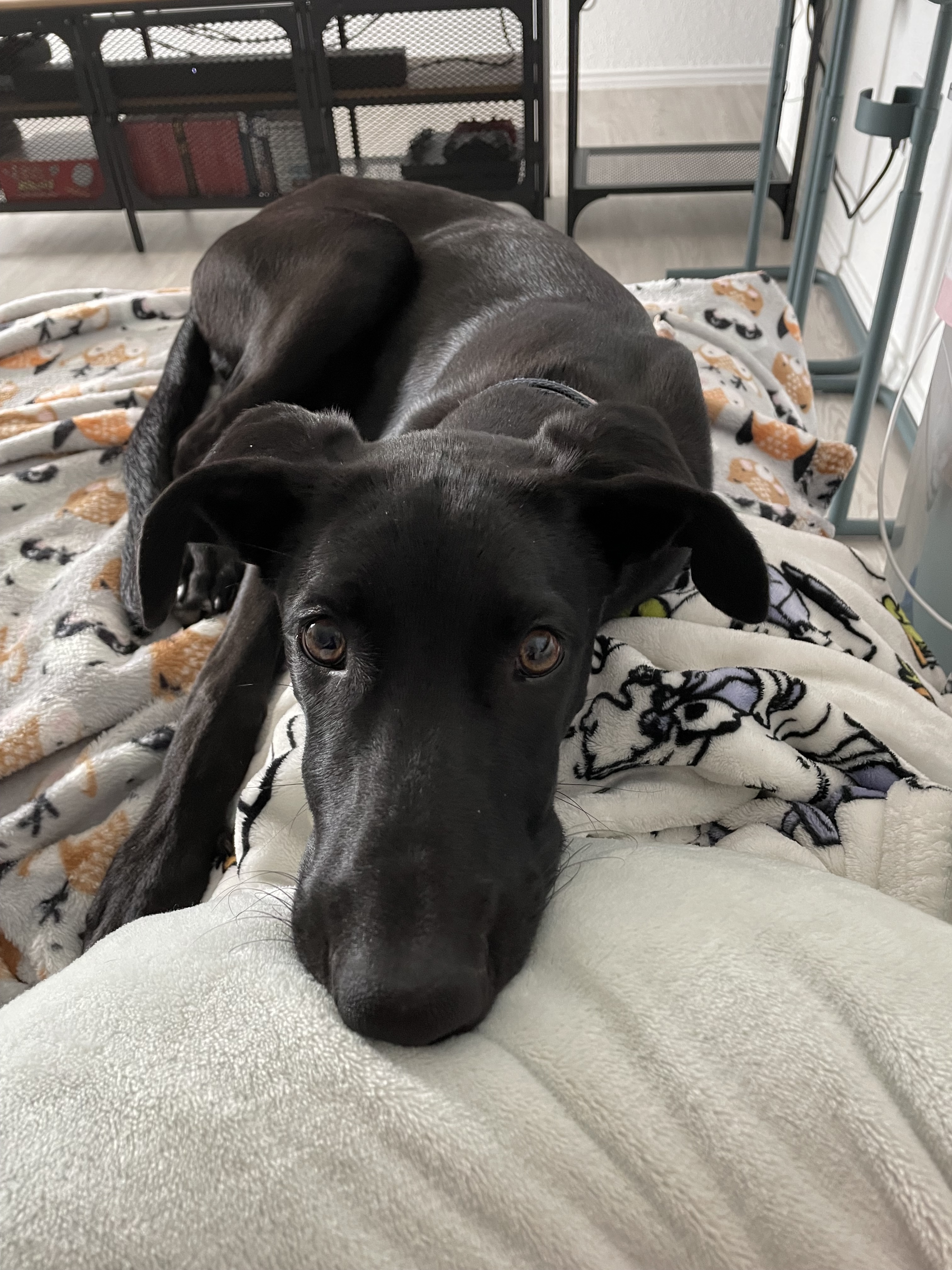 adoptable Dog in San Antonio,TX named Sushi
