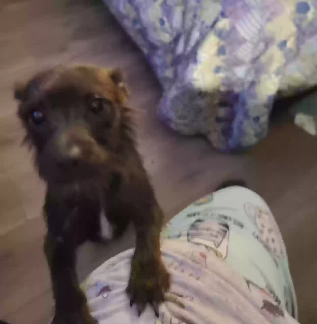 adoptable Dog in Van Buren,AR named Runt/Runt-Runt/Rat