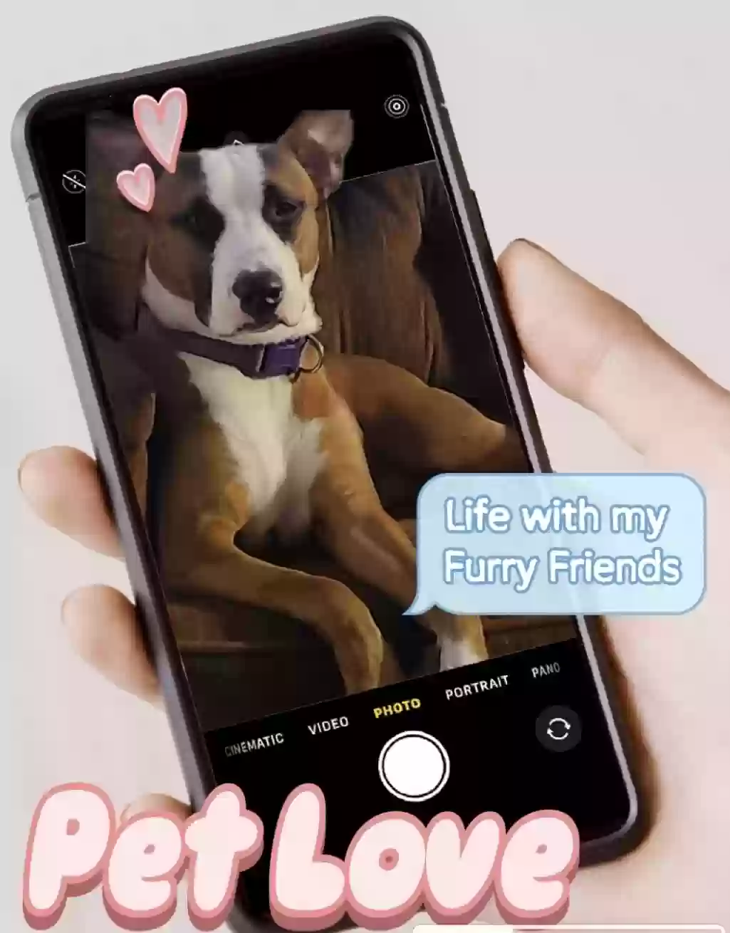 adoptable Dog in Van Buren,AR named Daisy/Daisy-May