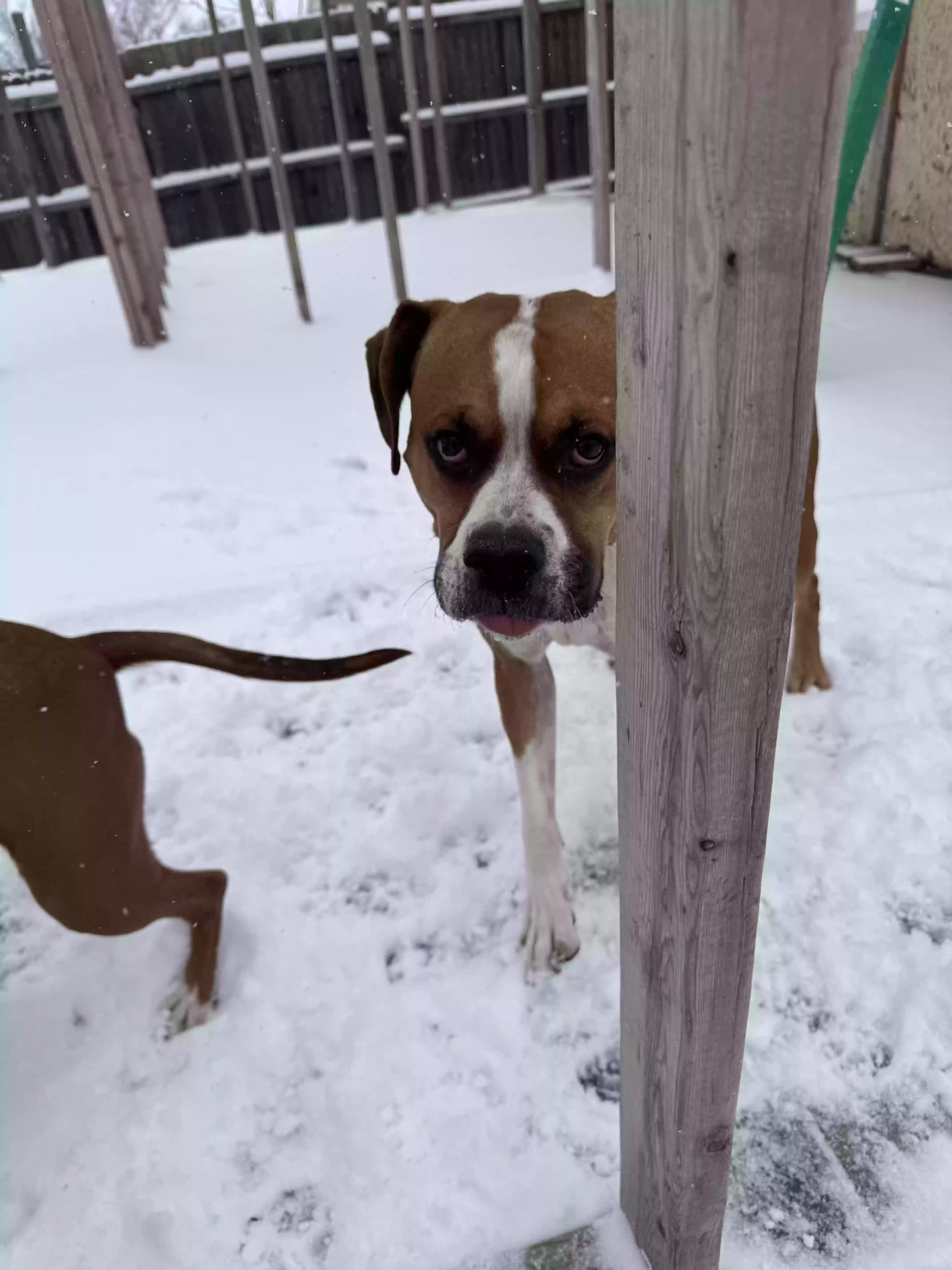 adoptable Dog in Van Buren,AR named Milo