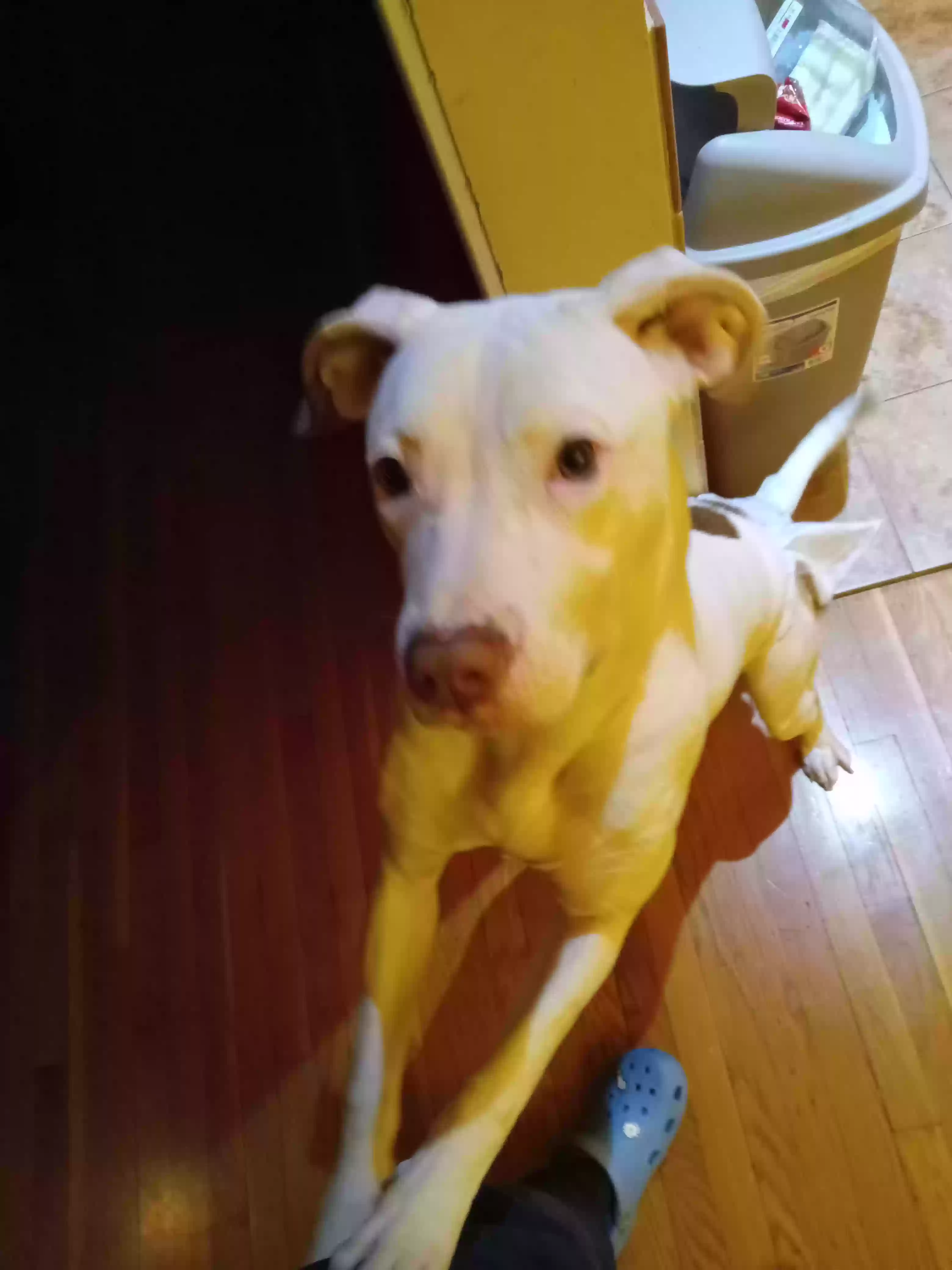 adoptable Dog in Woodbridge,VA named Shemah