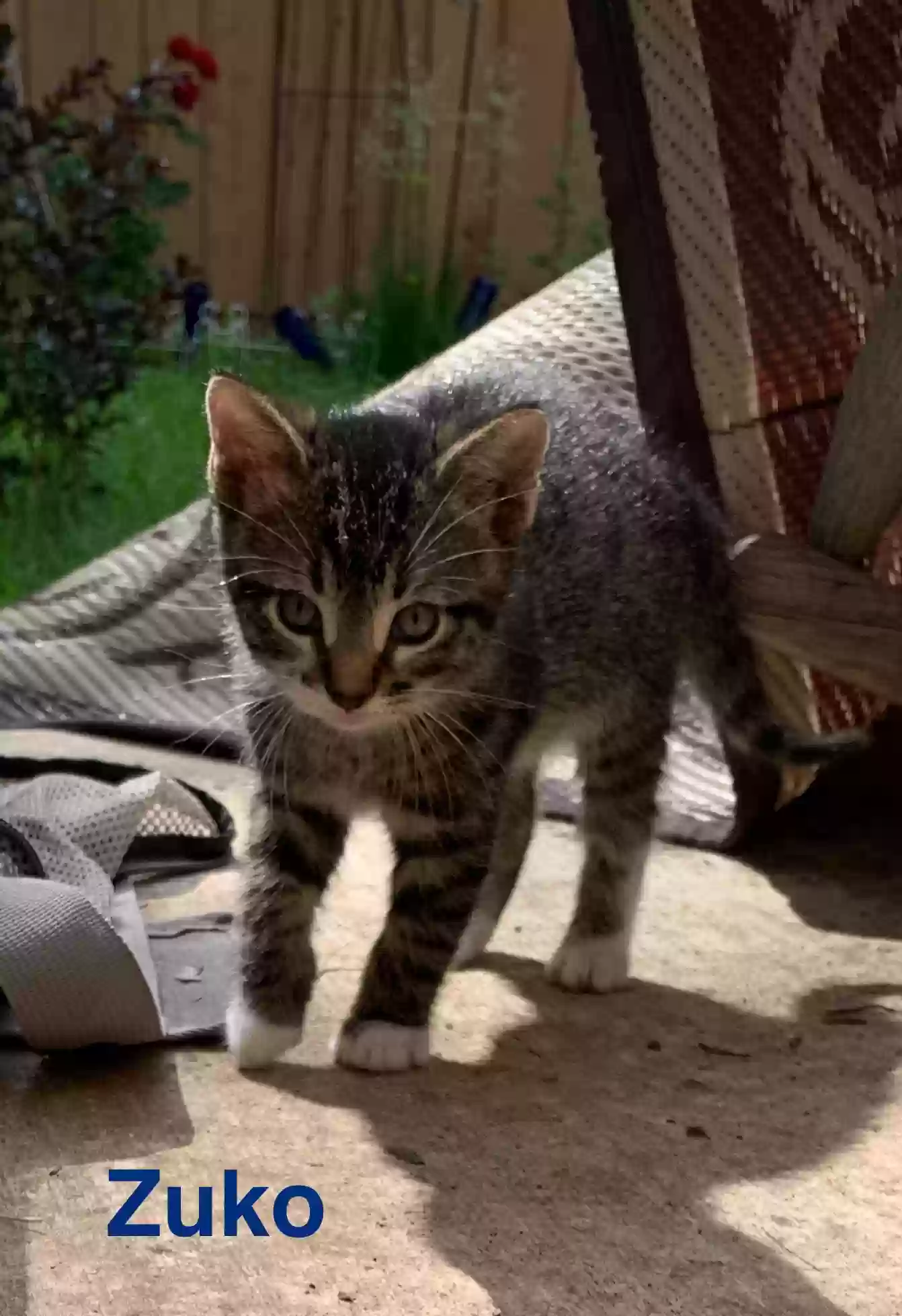adoptable Cat in Garland,TX named Loki, Zuko, Cha-Cha, Bette Davis, Buzby, Manolito