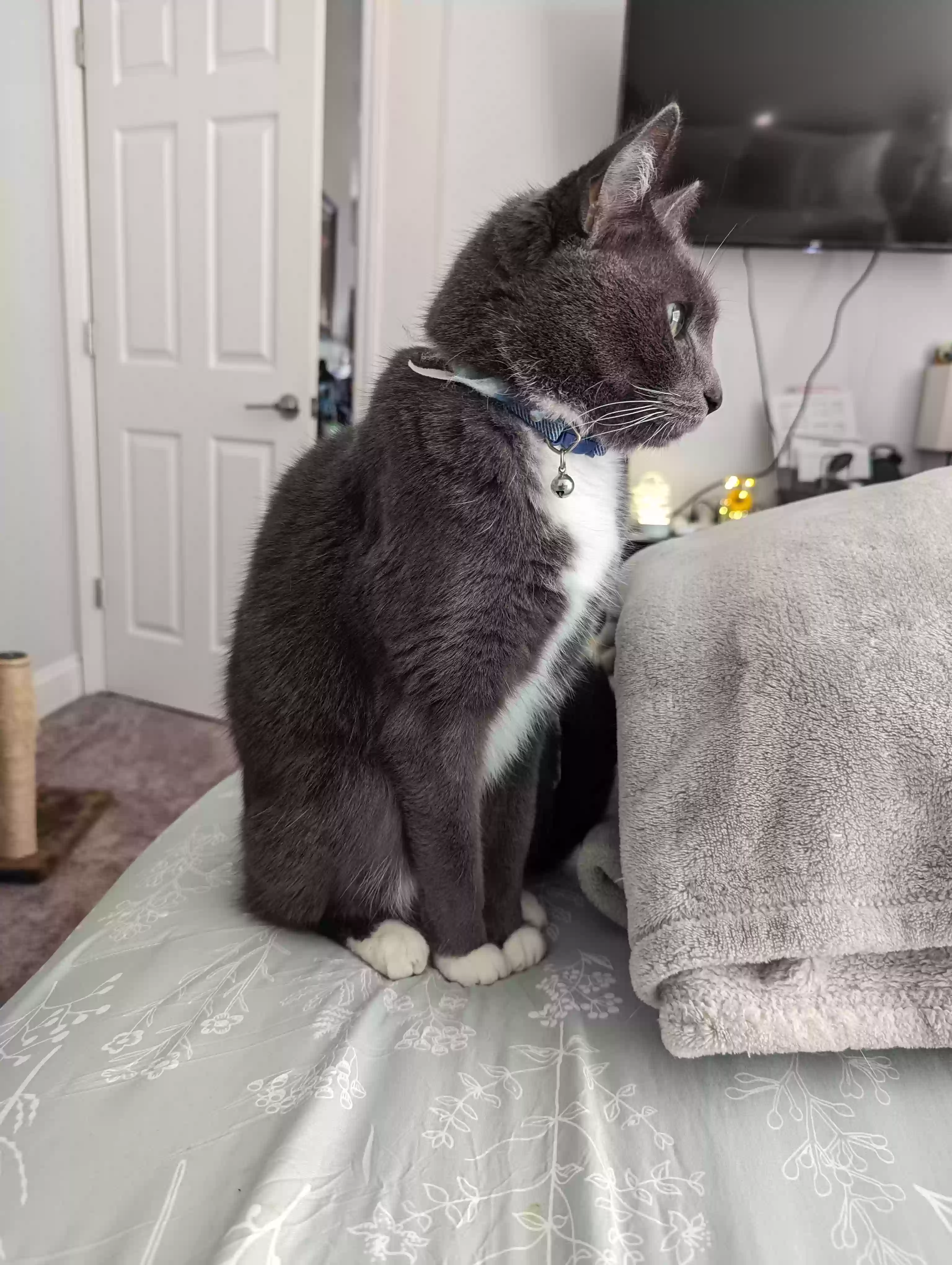 adoptable Cat in Greensboro,NC named Sully