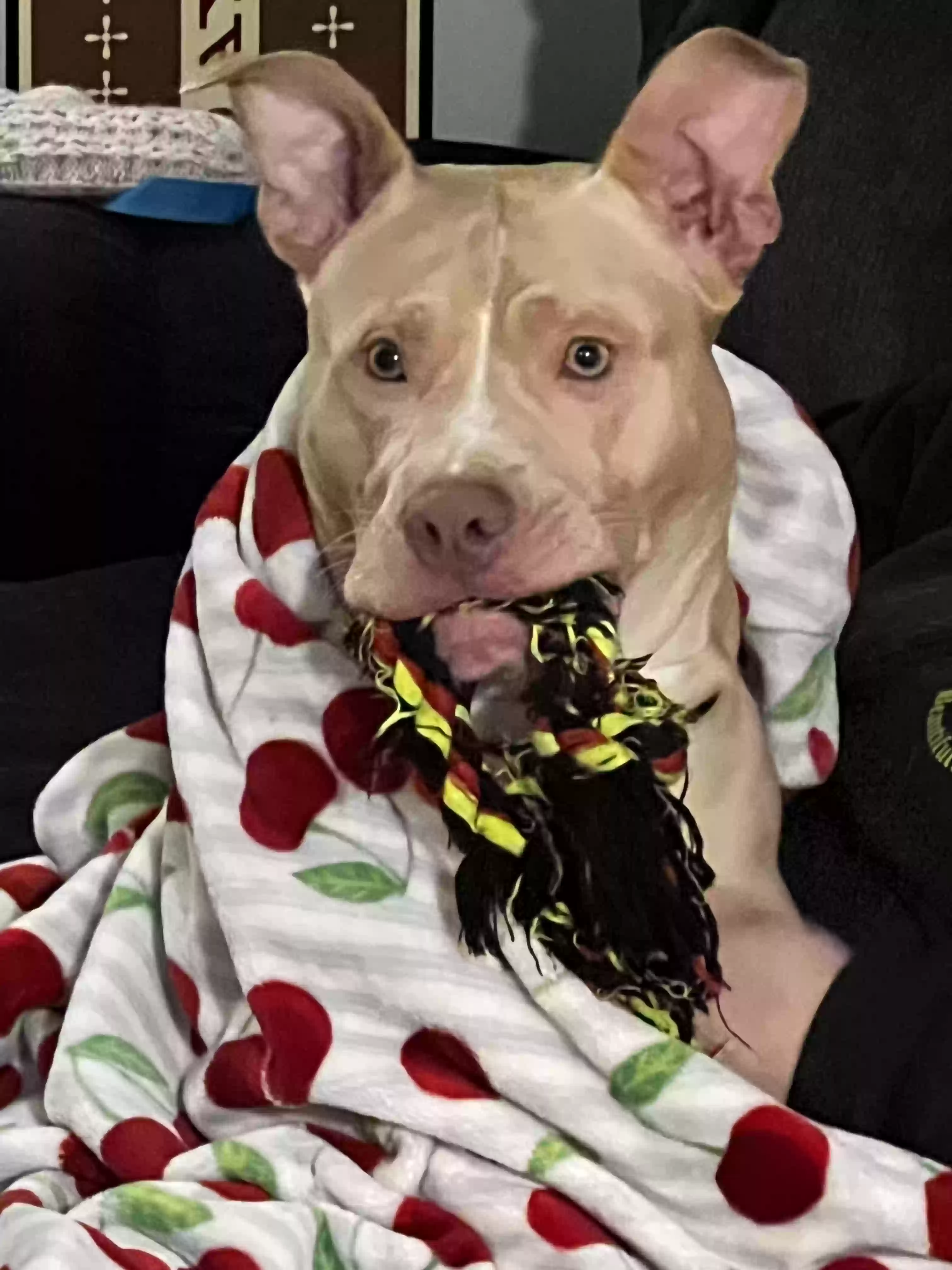 adoptable Dog in Clinton Township,MI named Ace