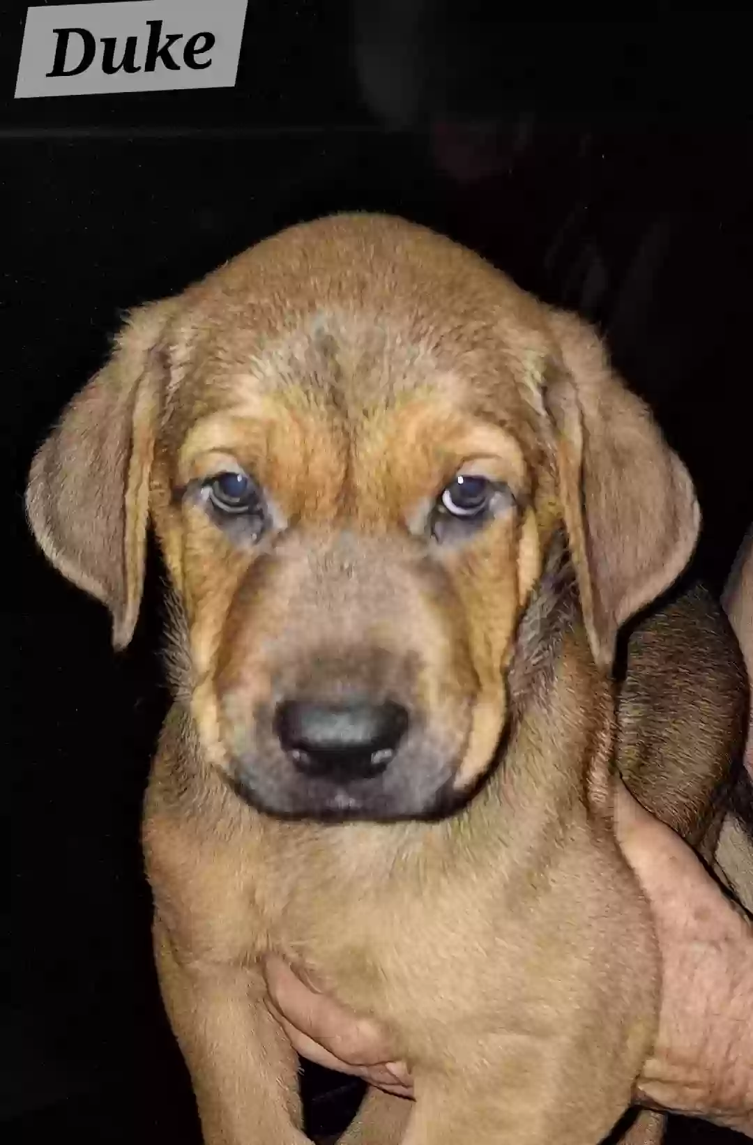 adoptable Dog in Riverdale,GA named Duke
