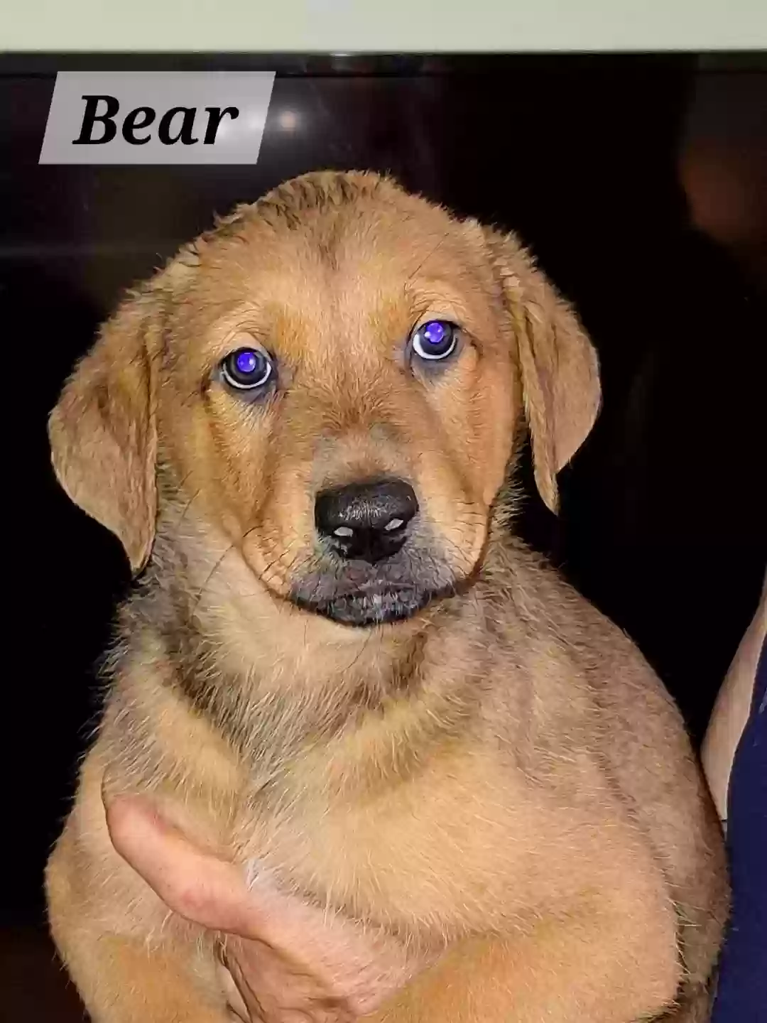 adoptable Dog in Riverdale,GA named Bear