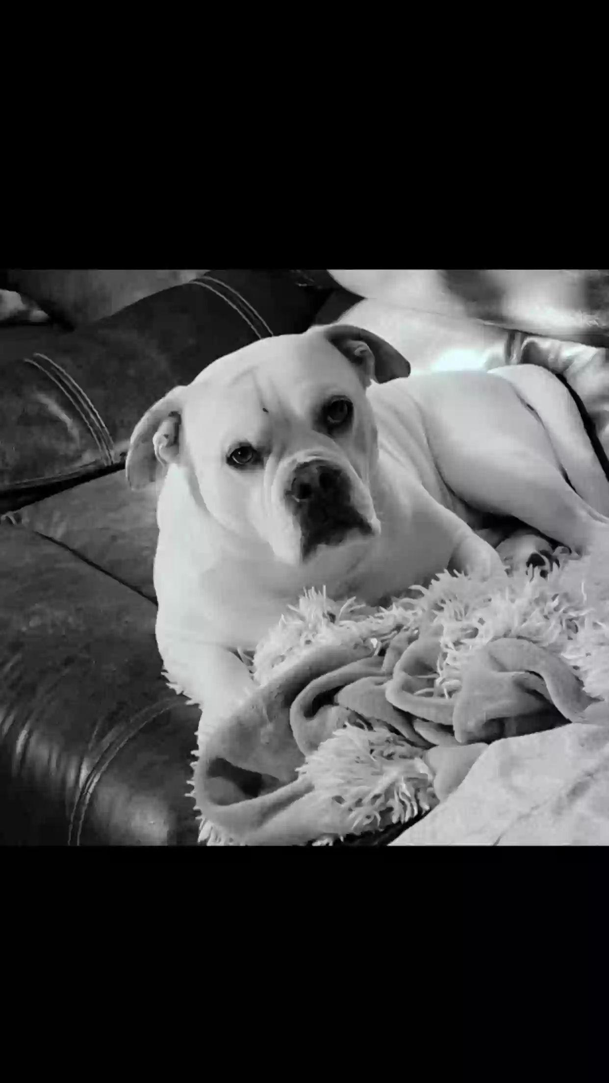 adoptable Dog in Saint Clairsville,OH named Auggie