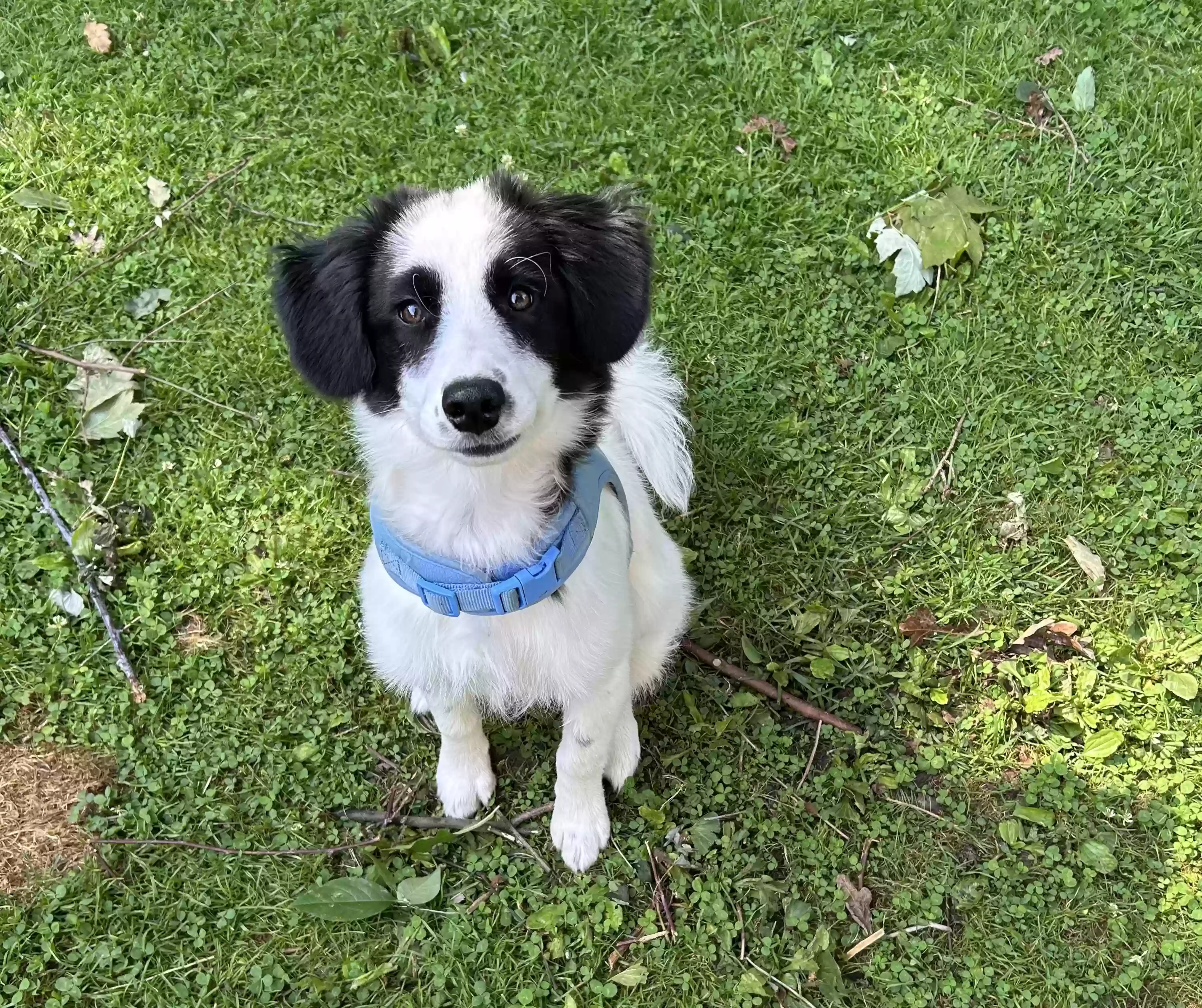 adoptable Dog in Macomb,MI named Bandit