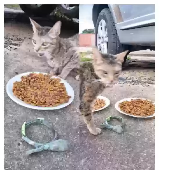 adoptable Cat in Pensacola,FL named Prissy