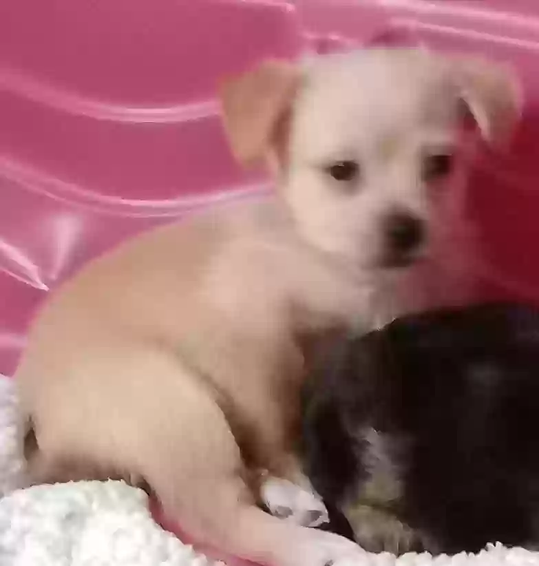 adoptable Dog in Beaver,WV named Bandit