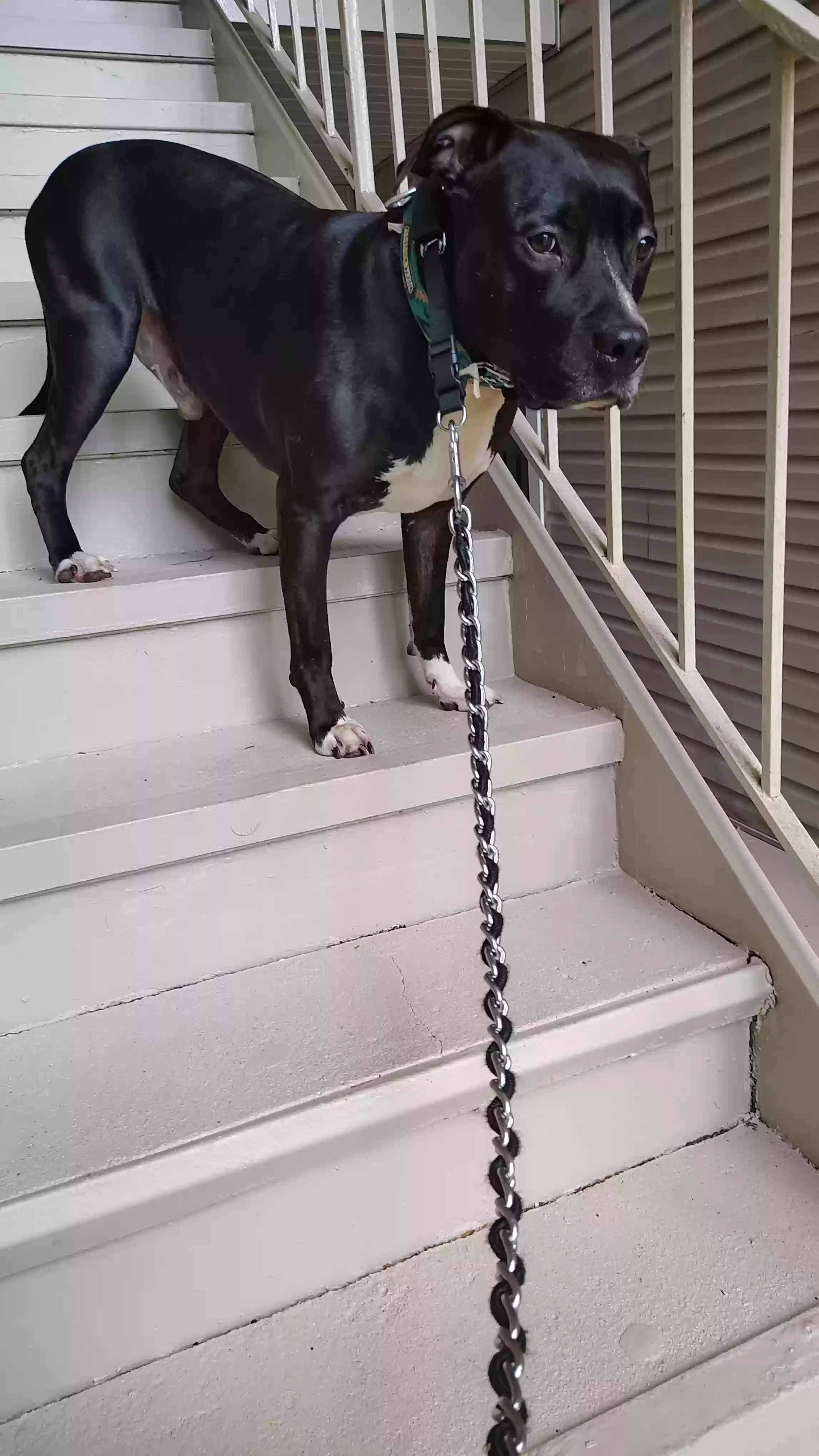 adoptable Dog in Atlanta,GA named Ziggy
