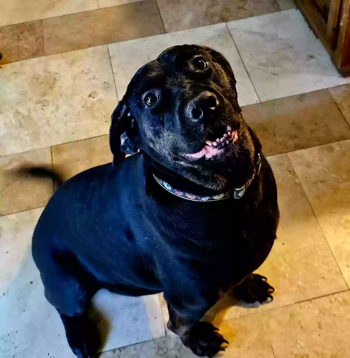 adoptable Dog in Atlanta,GA named Rocky