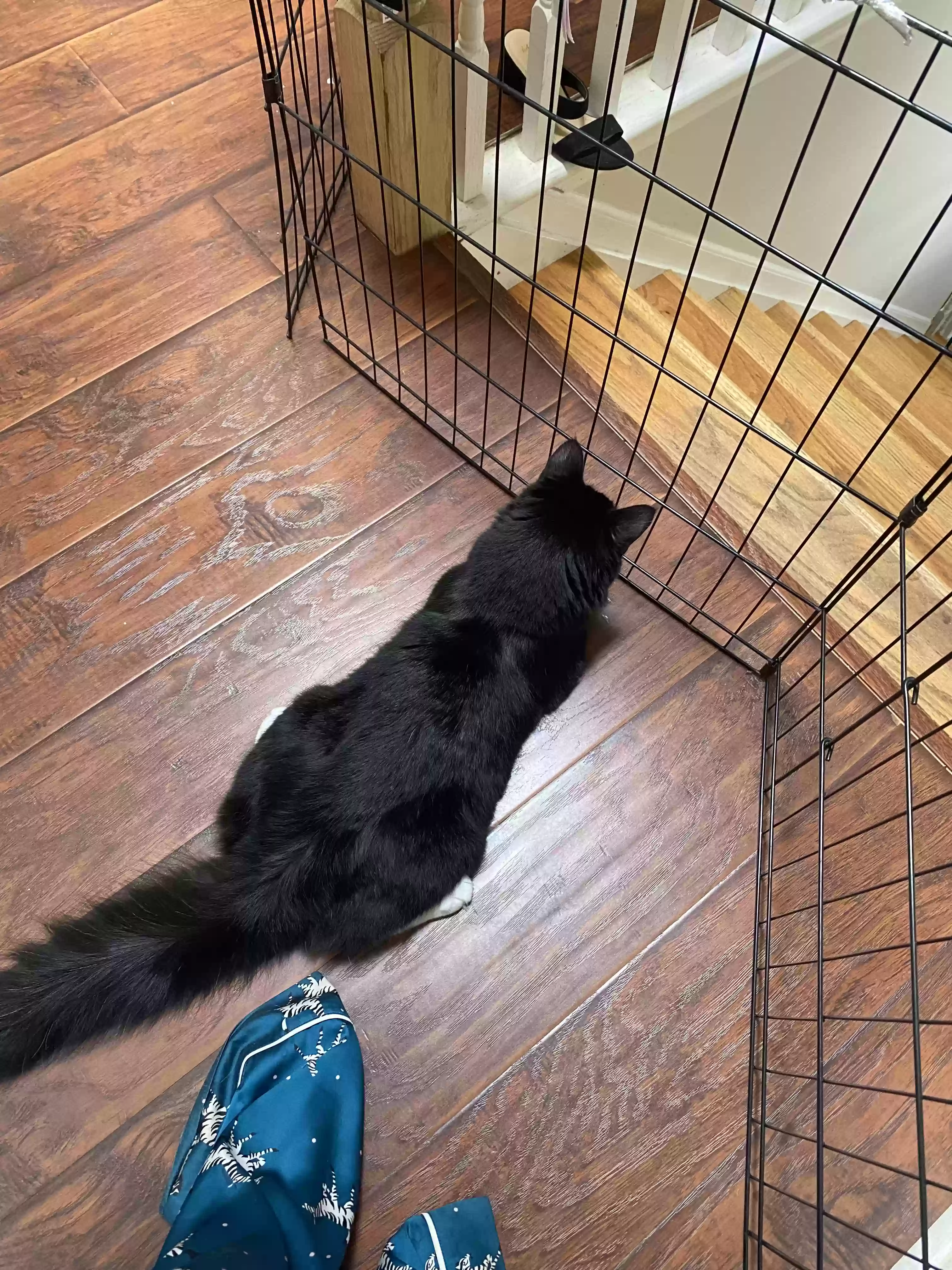 adoptable Cat in North Brunswick,NJ named Pocho