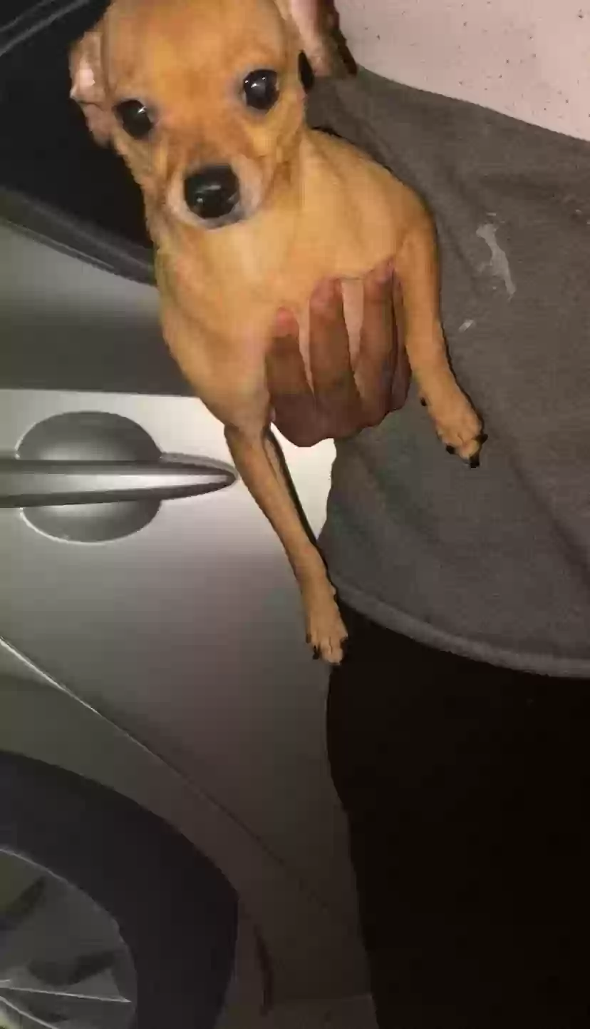 adoptable Dog in Covington,GA named Kylie & Mylie