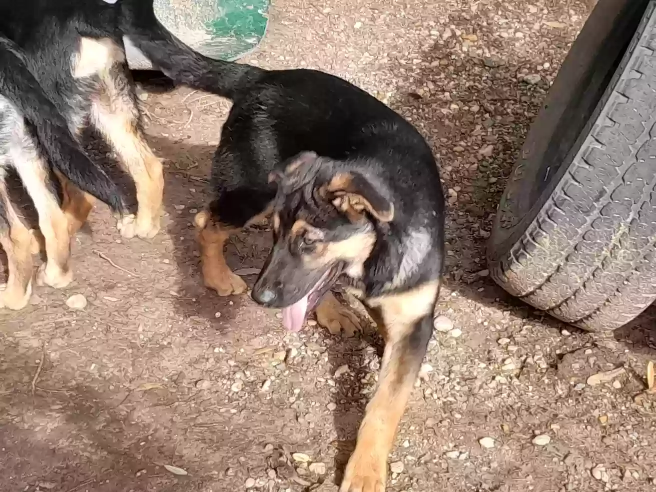 adoptable Dog in Bedias,TX named Cisco