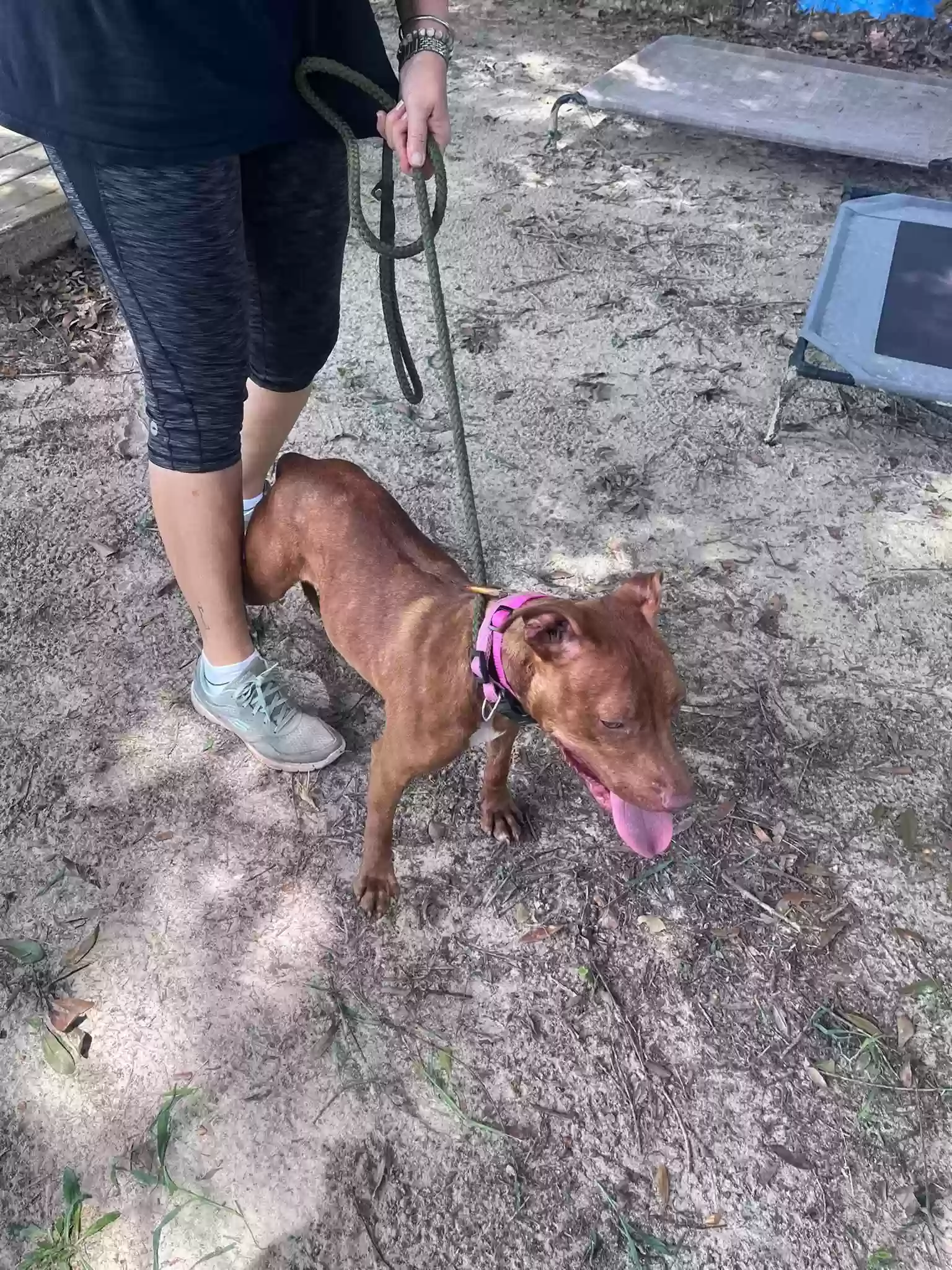 adoptable Dog in Alcolu,SC named Ginger