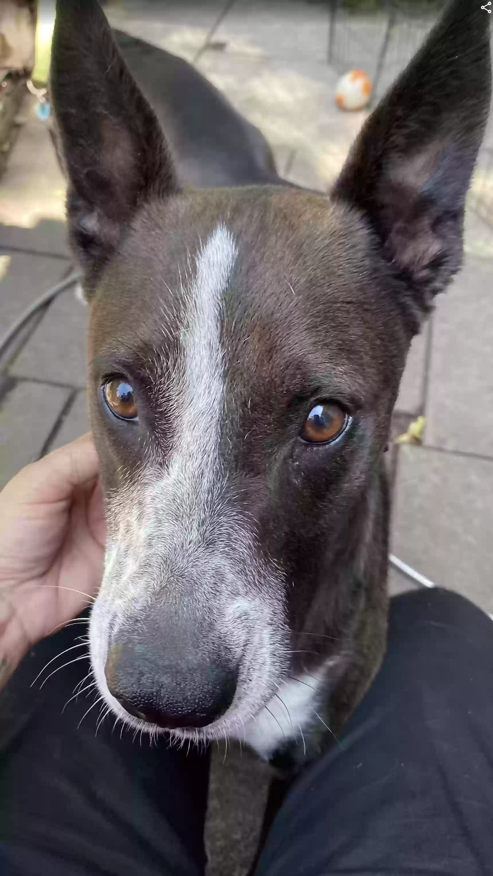 adoptable Dog in Portland,ME named Zinny