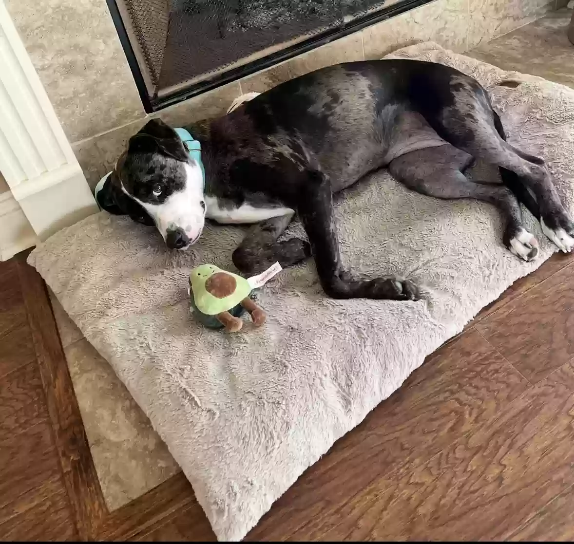 adoptable Dog in Alexandria,LA named Quinn