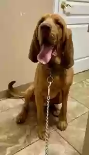 adoptable Dog in Prescott,AZ named Gus Gus