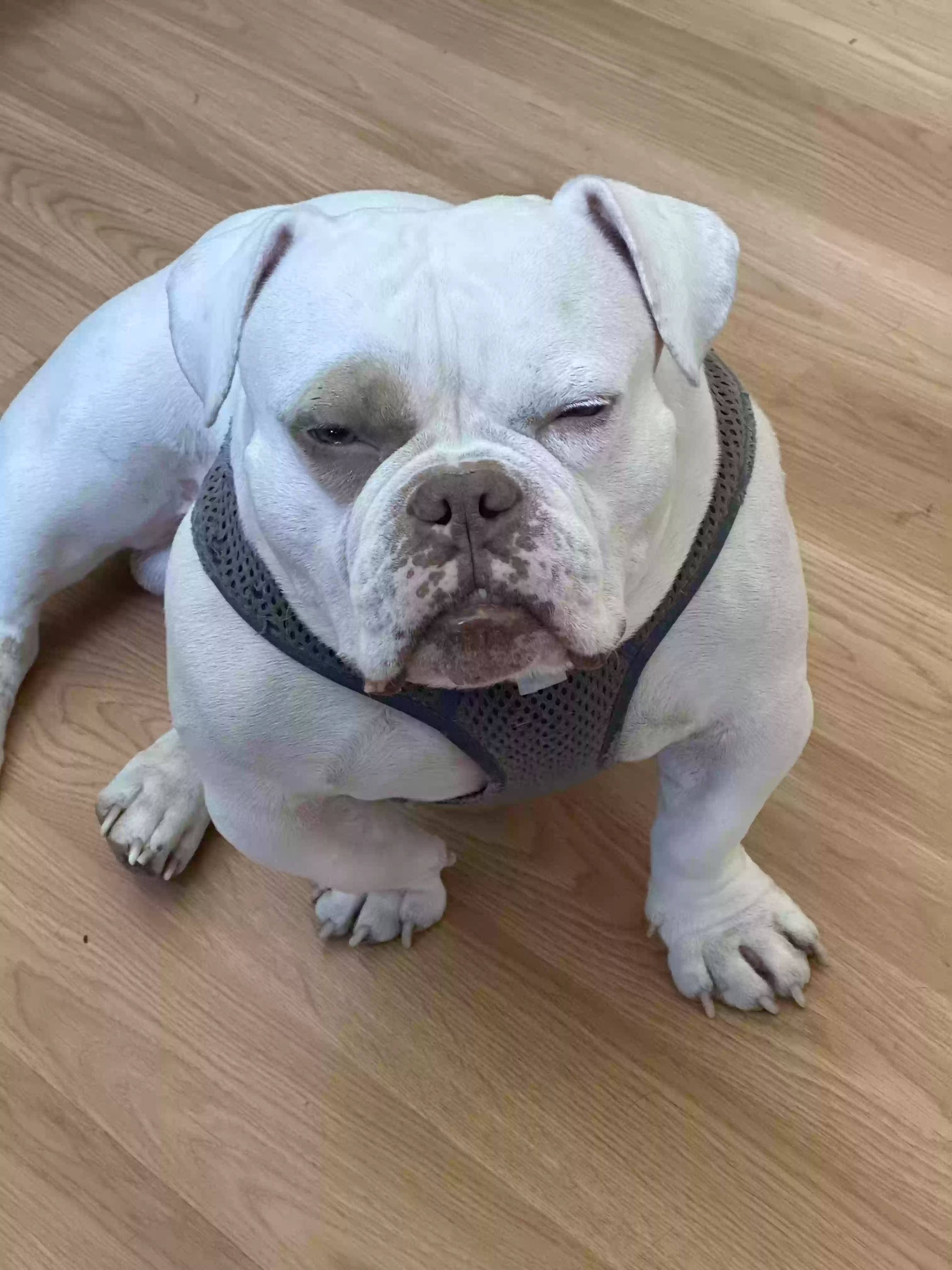 adoptable Dog in Granite City,IL named Laylo