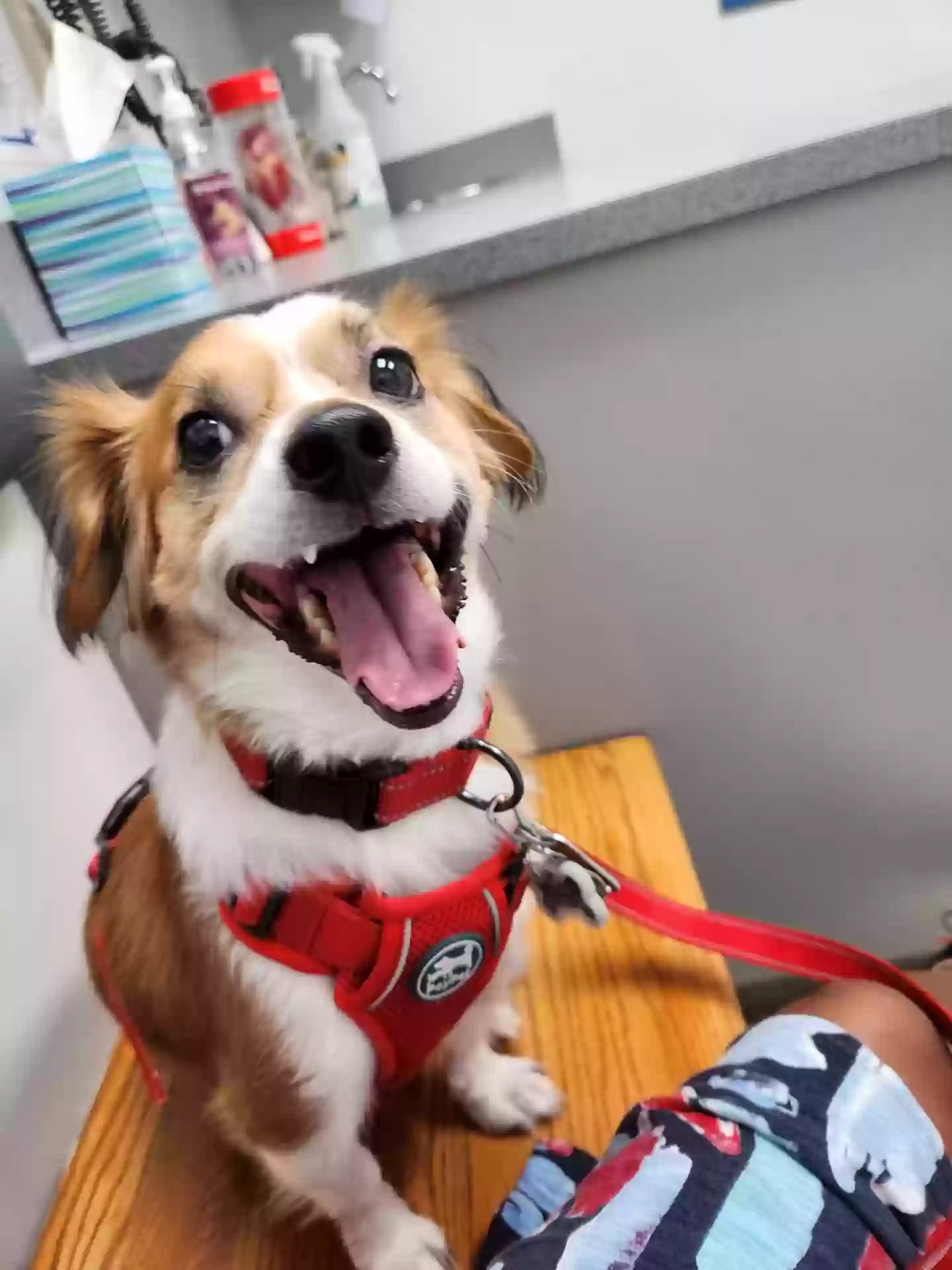 adoptable Dog in Harrisburg,NC named Snuggles