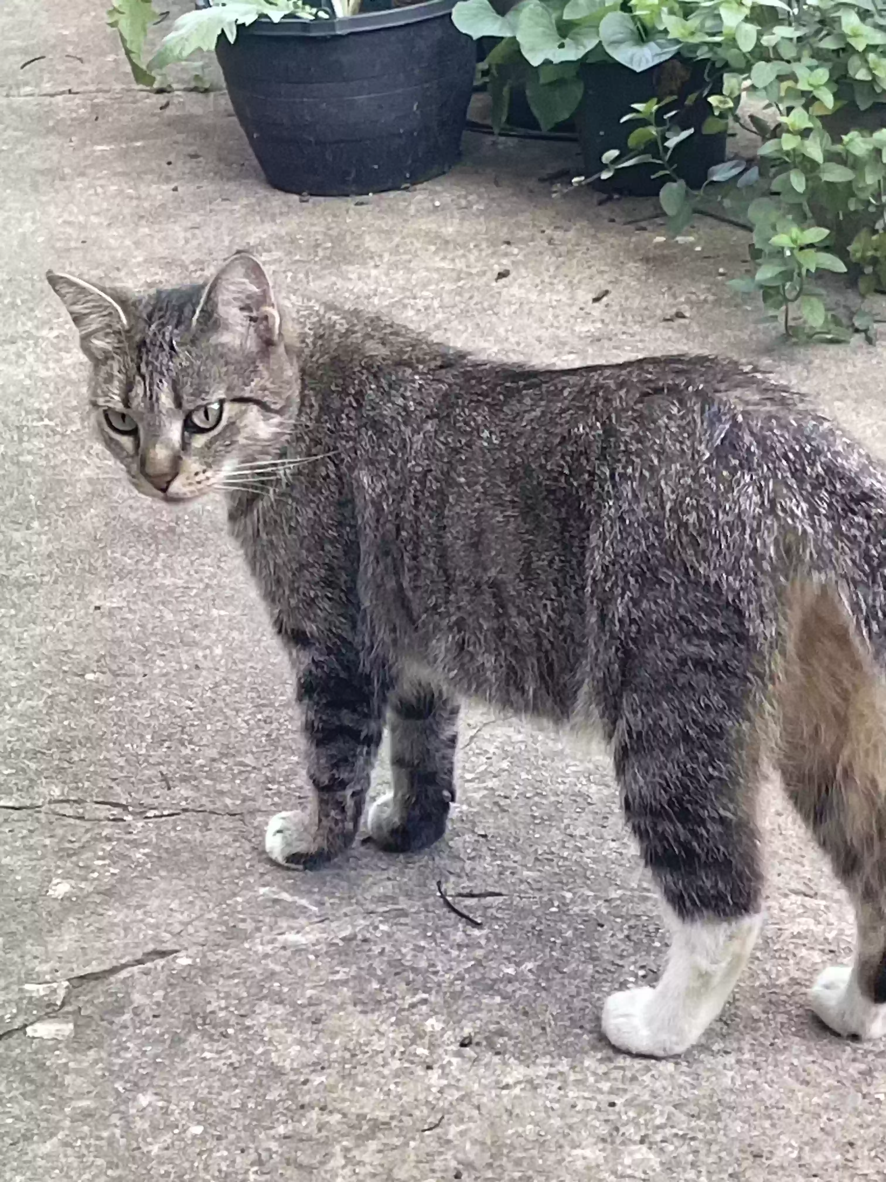 adoptable Cat in Fayetteville,AR named Sweetheart