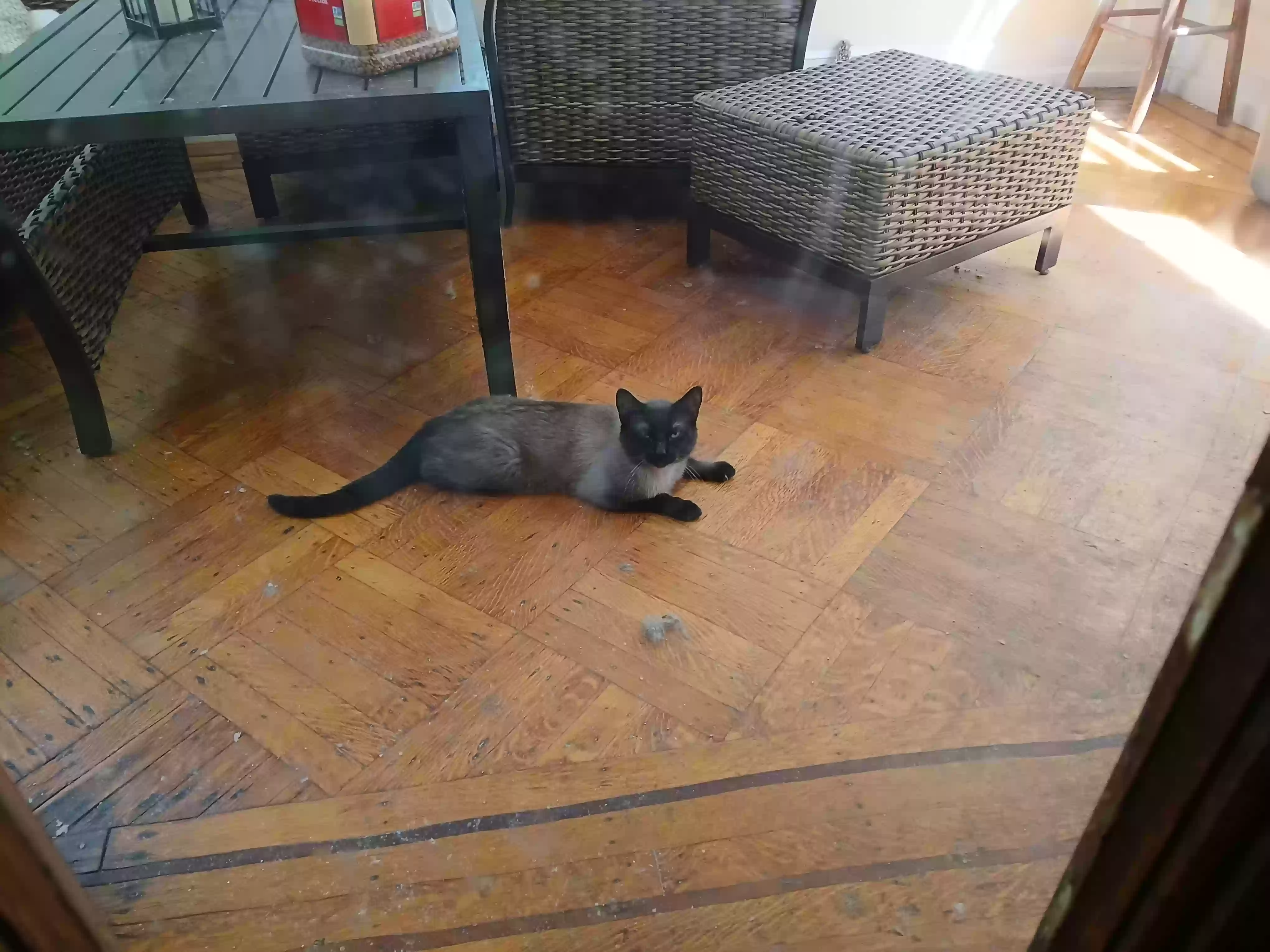 adoptable Cat in Newark,NJ named Cookie