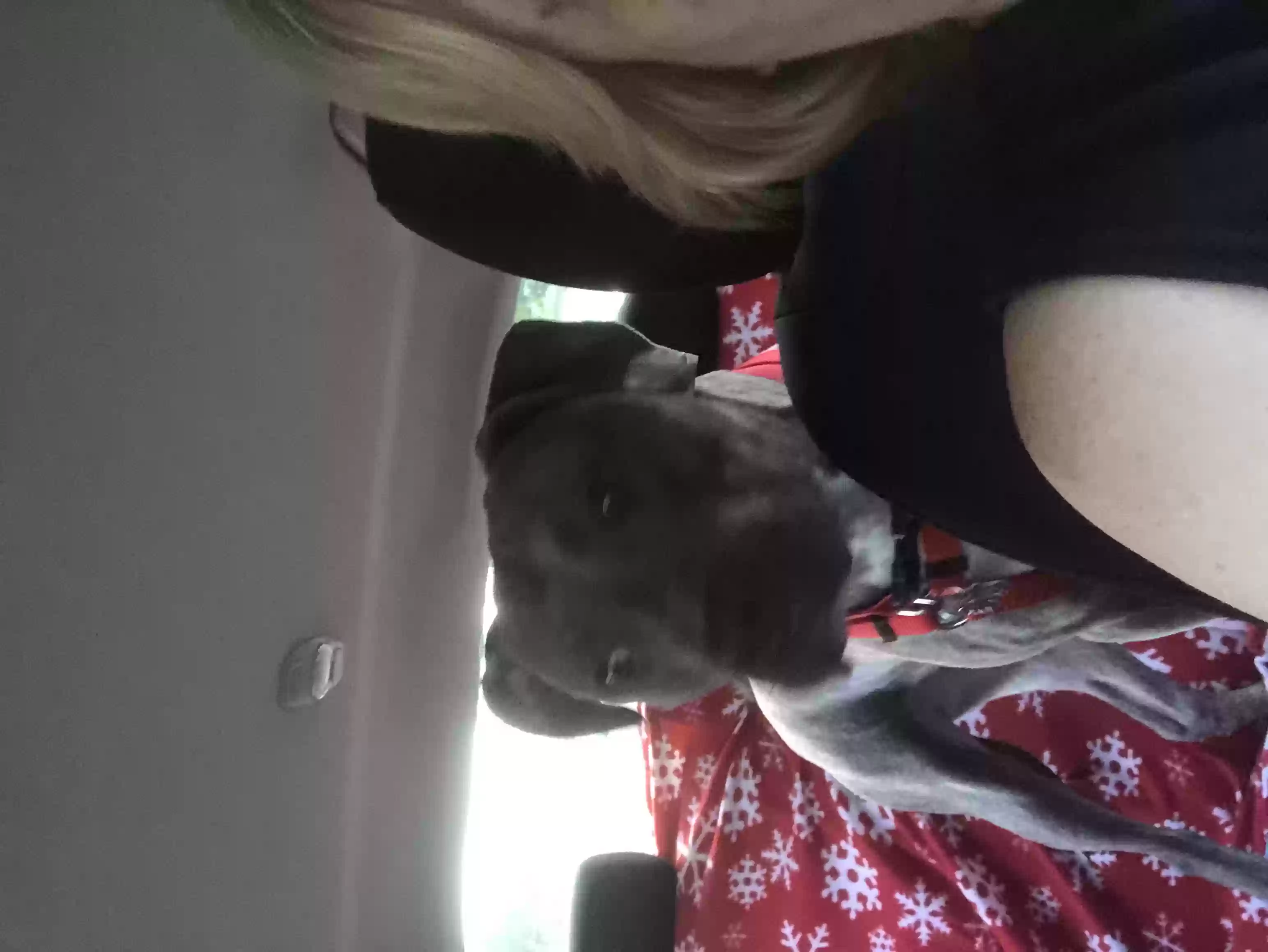 adoptable Dog in Newark,DE named Sandy