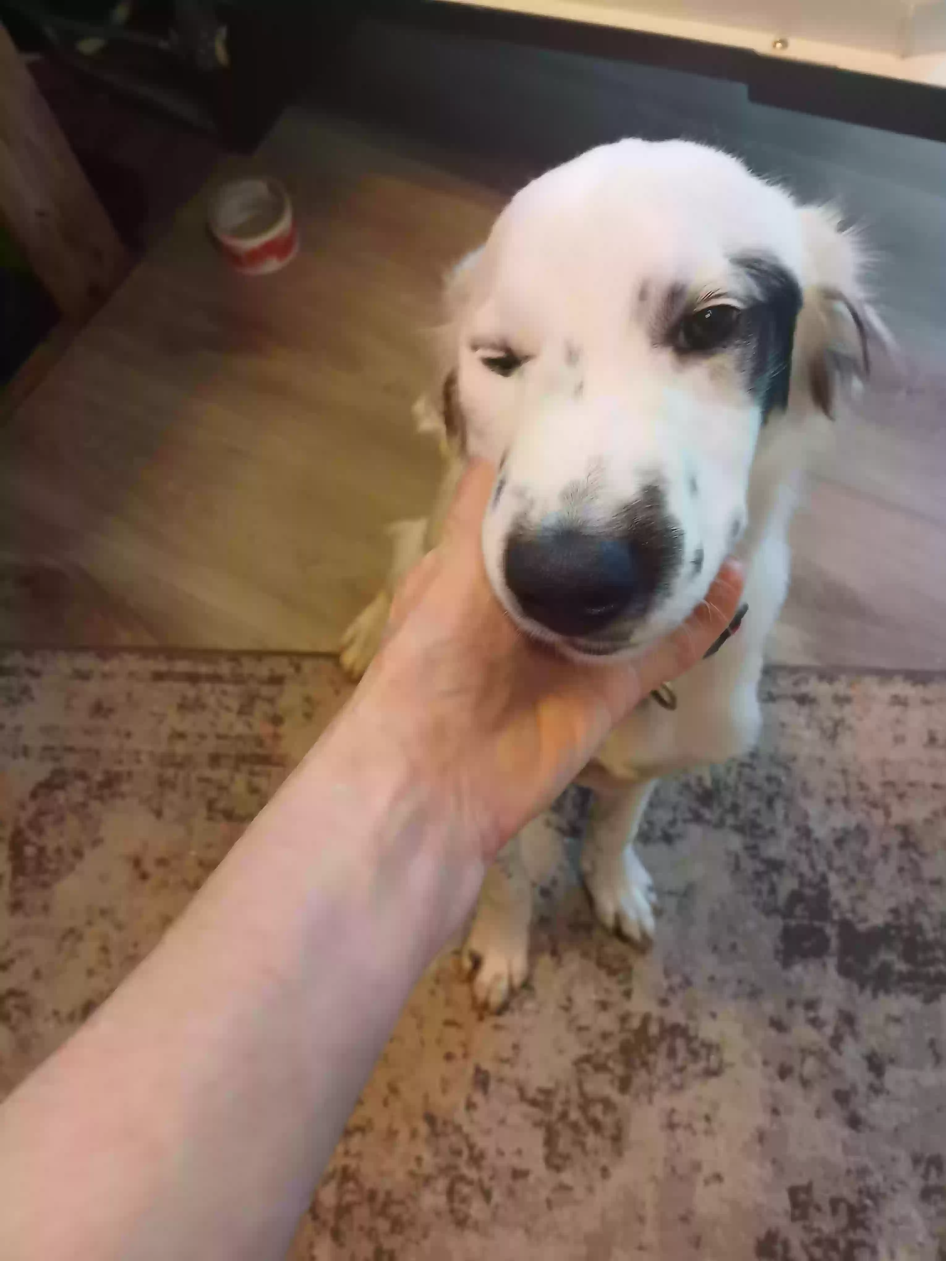 adoptable Dog in Pell City,AL named Taz