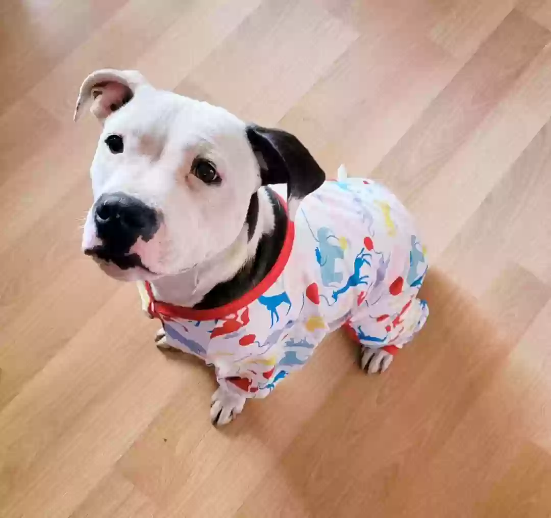 adoptable Dog in Prescott,AZ named Josie