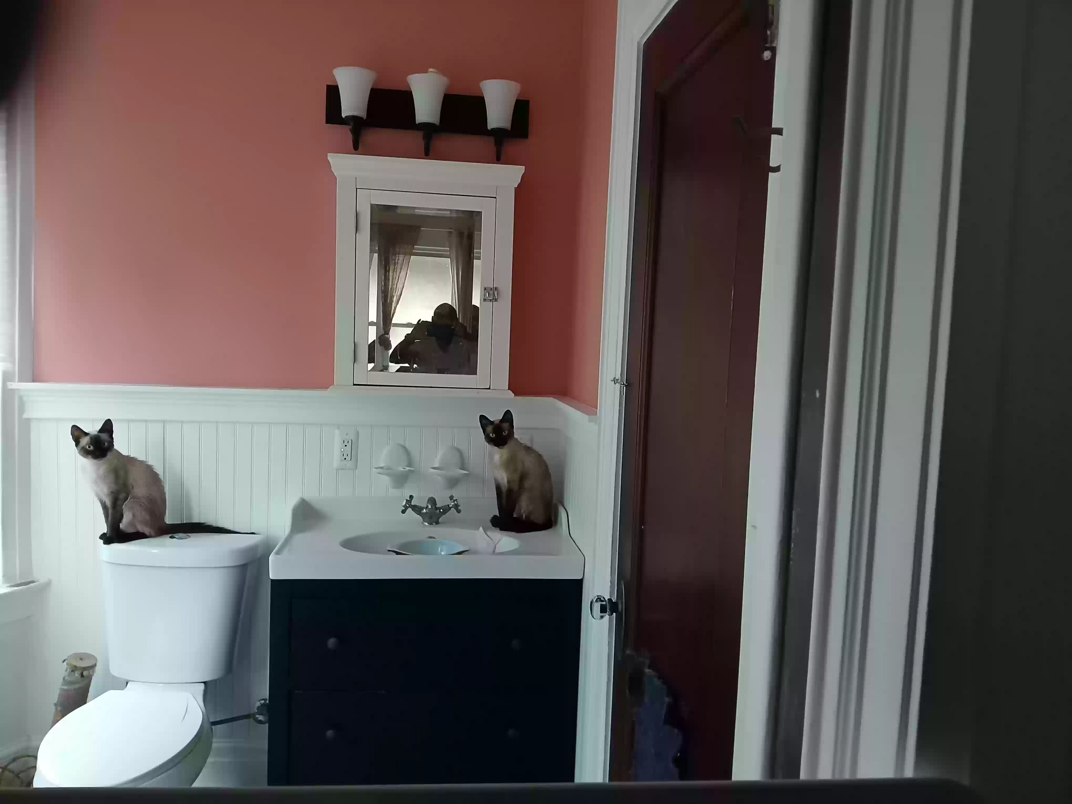 adoptable Cat in Newark,NJ named Millie and Luna