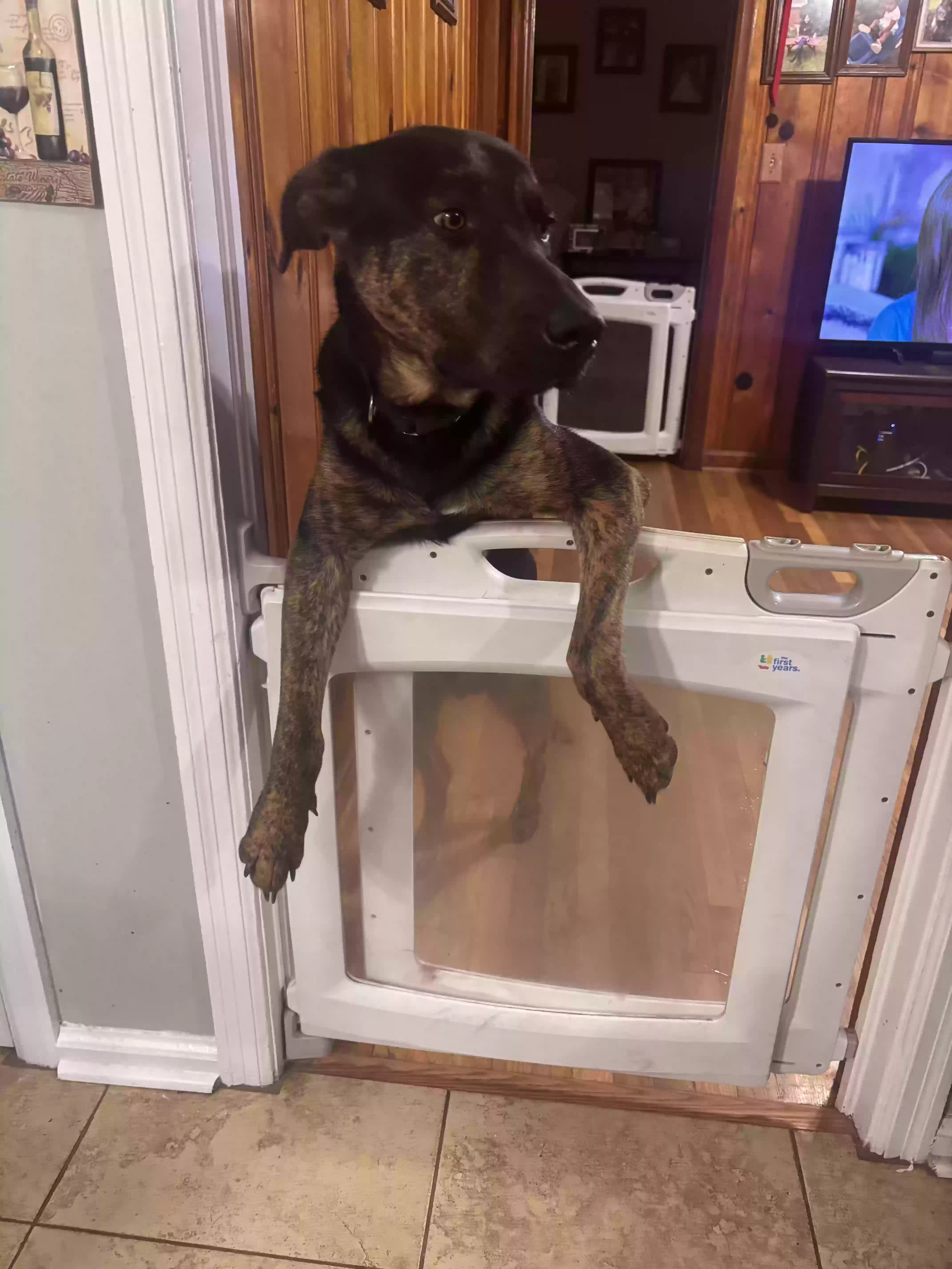 adoptable Dog in Smyrna,GA named Coco