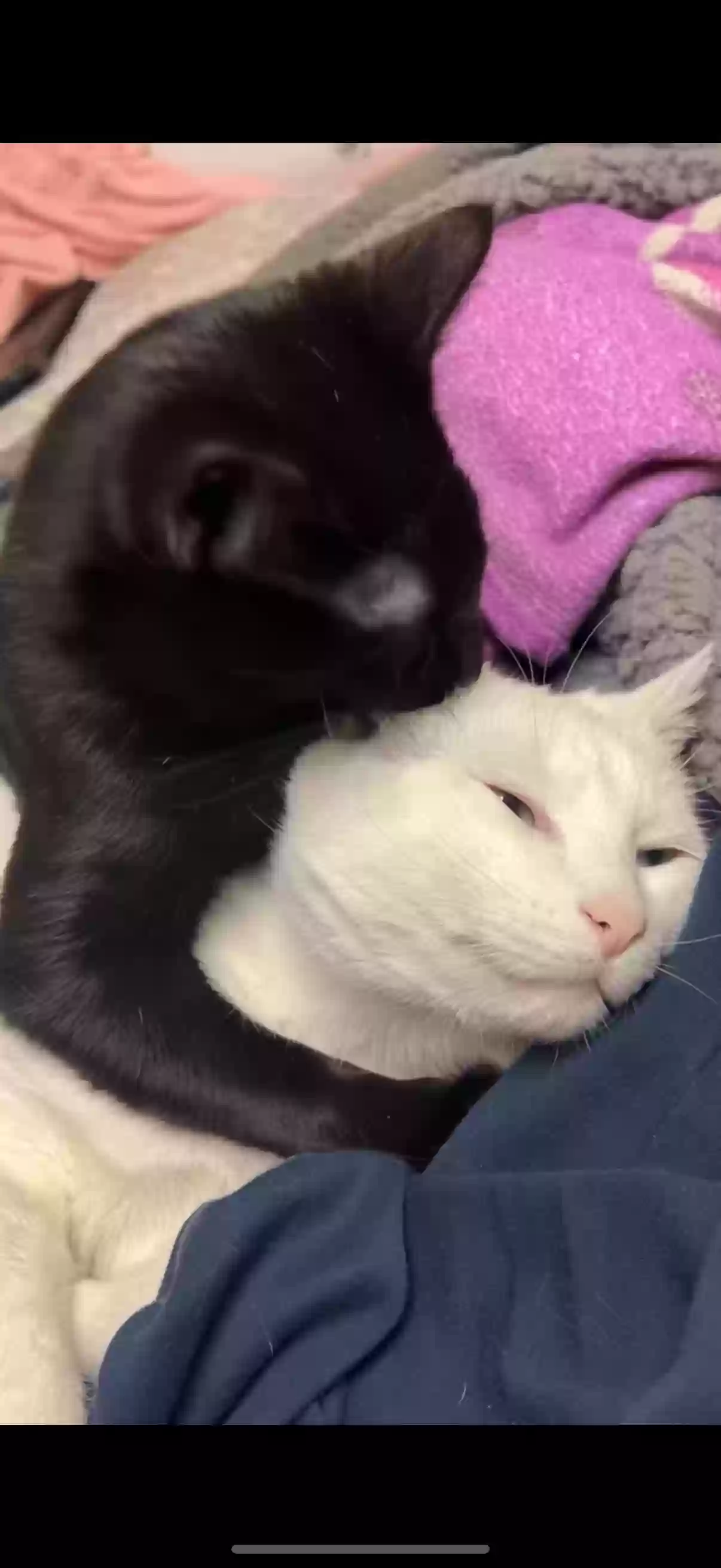 adoptable Cat in North Aurora,IL named Nina